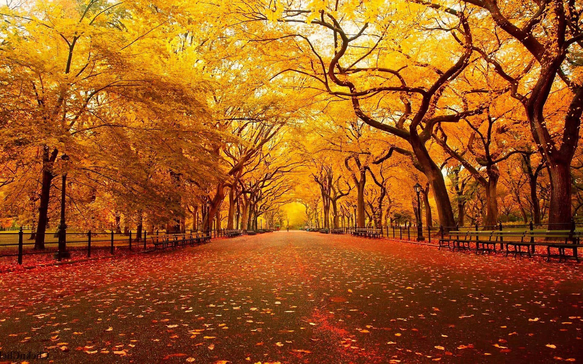 golden autumn pathway, towering trees, warm light, Full HD Desktop Wallpaper