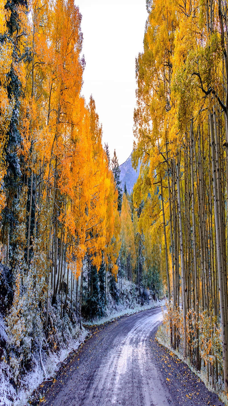 golden aspen trees, snow, winding road, HD Phone Wallpaper