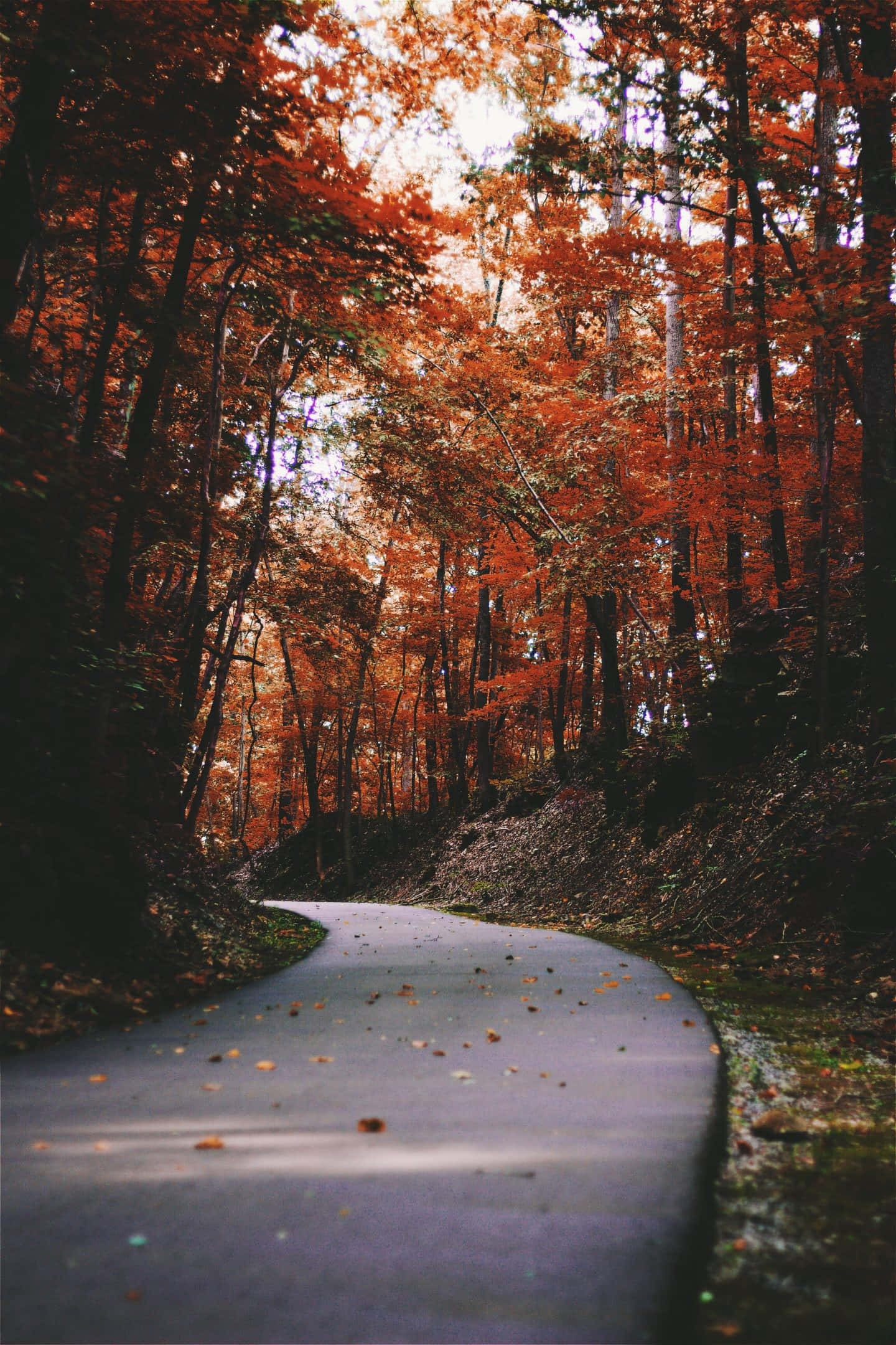 winding paved path, dense forest, fiery orange autumn leaves, Full HD Phone Wallpaper