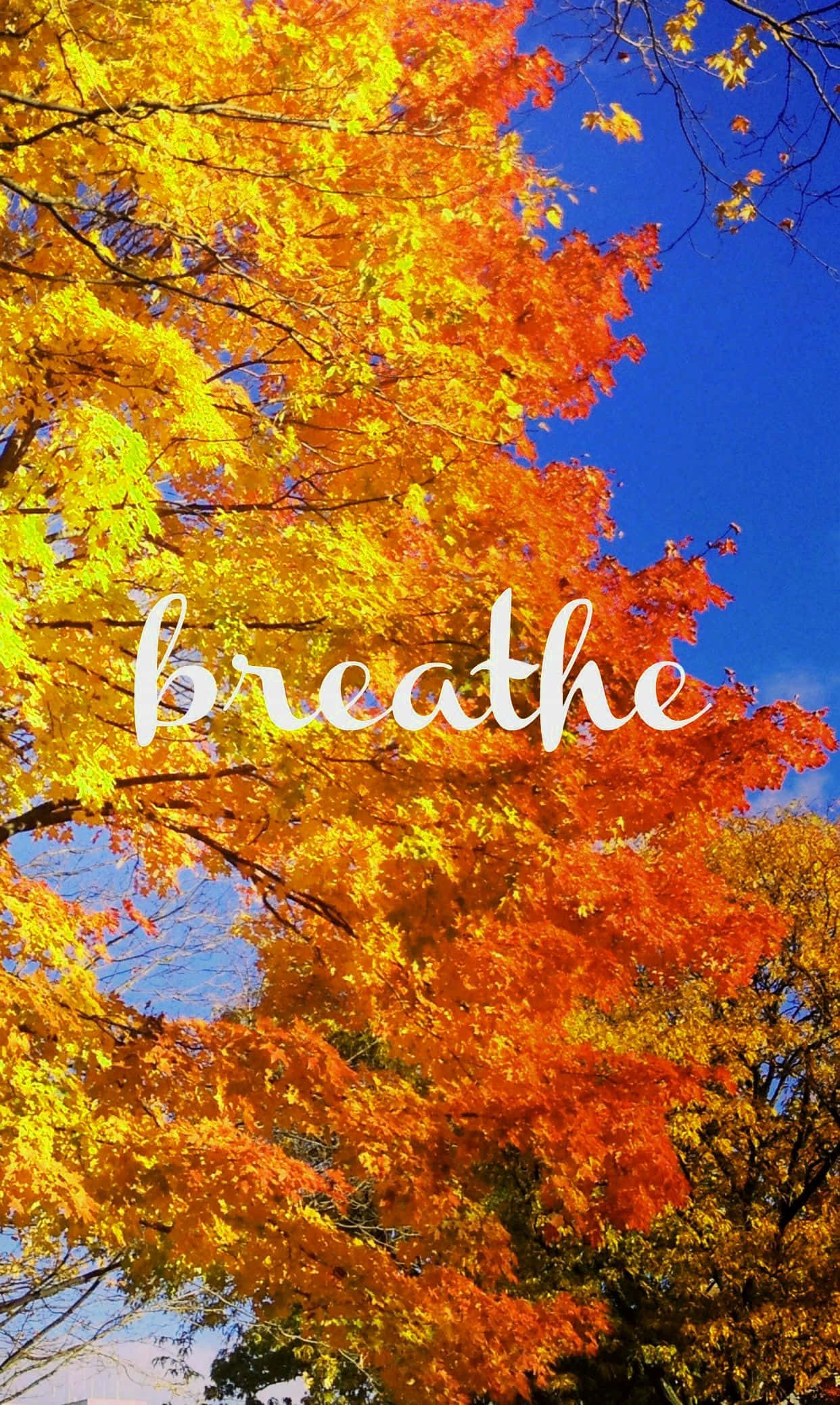autumn leaves, fiery orange, yellow, Full HD Phone Wallpaper