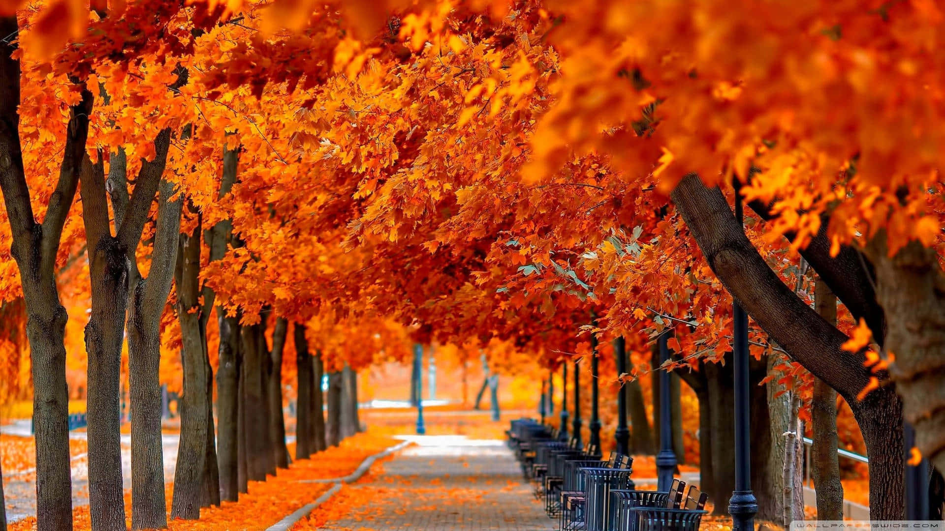 autumnal aura, fiery orange trees, warm glow, Full HD Desktop Wallpaper