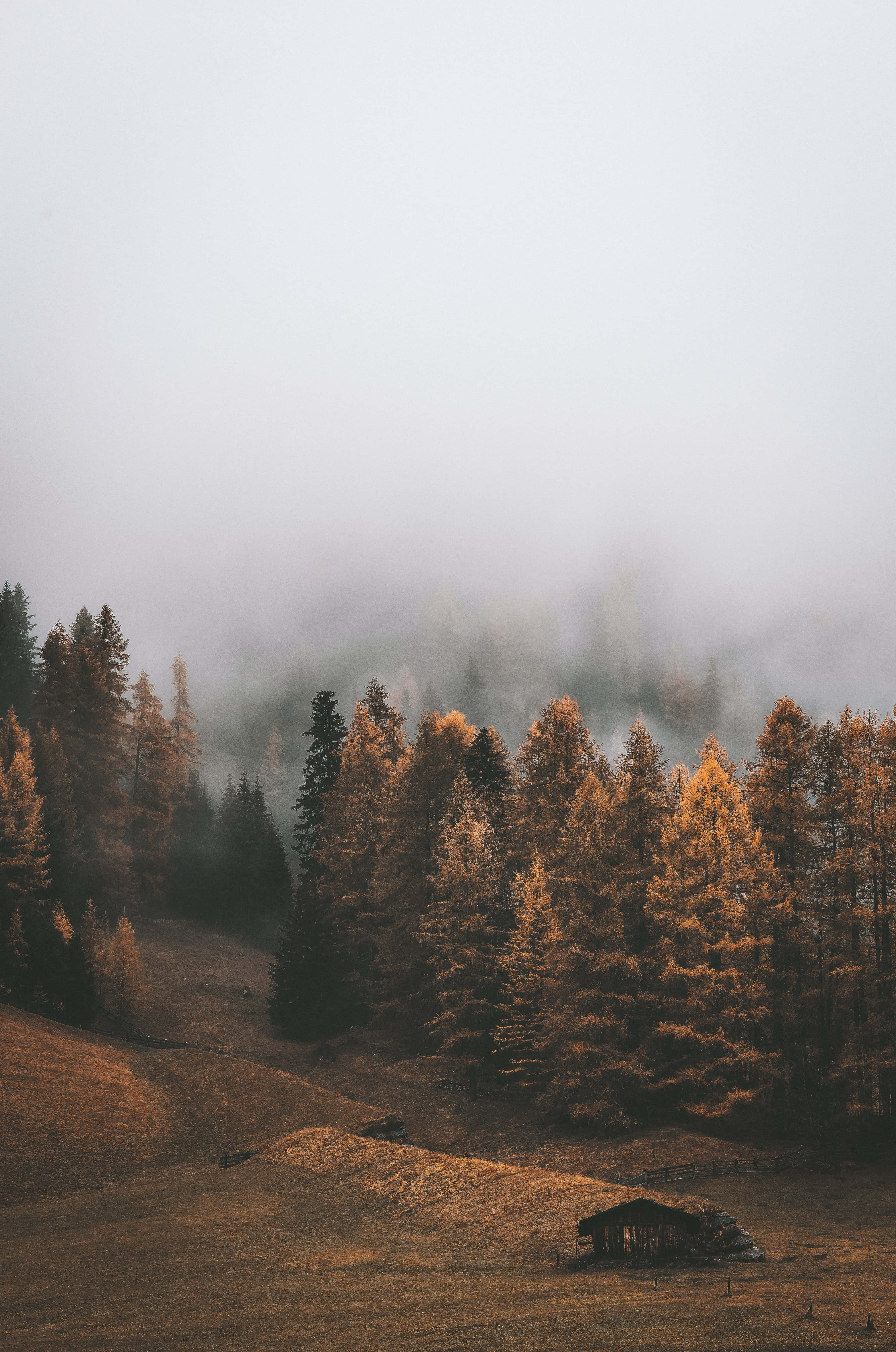 wooden cabin, misty autumn forest, golden trees, 5K Phone Wallpaper