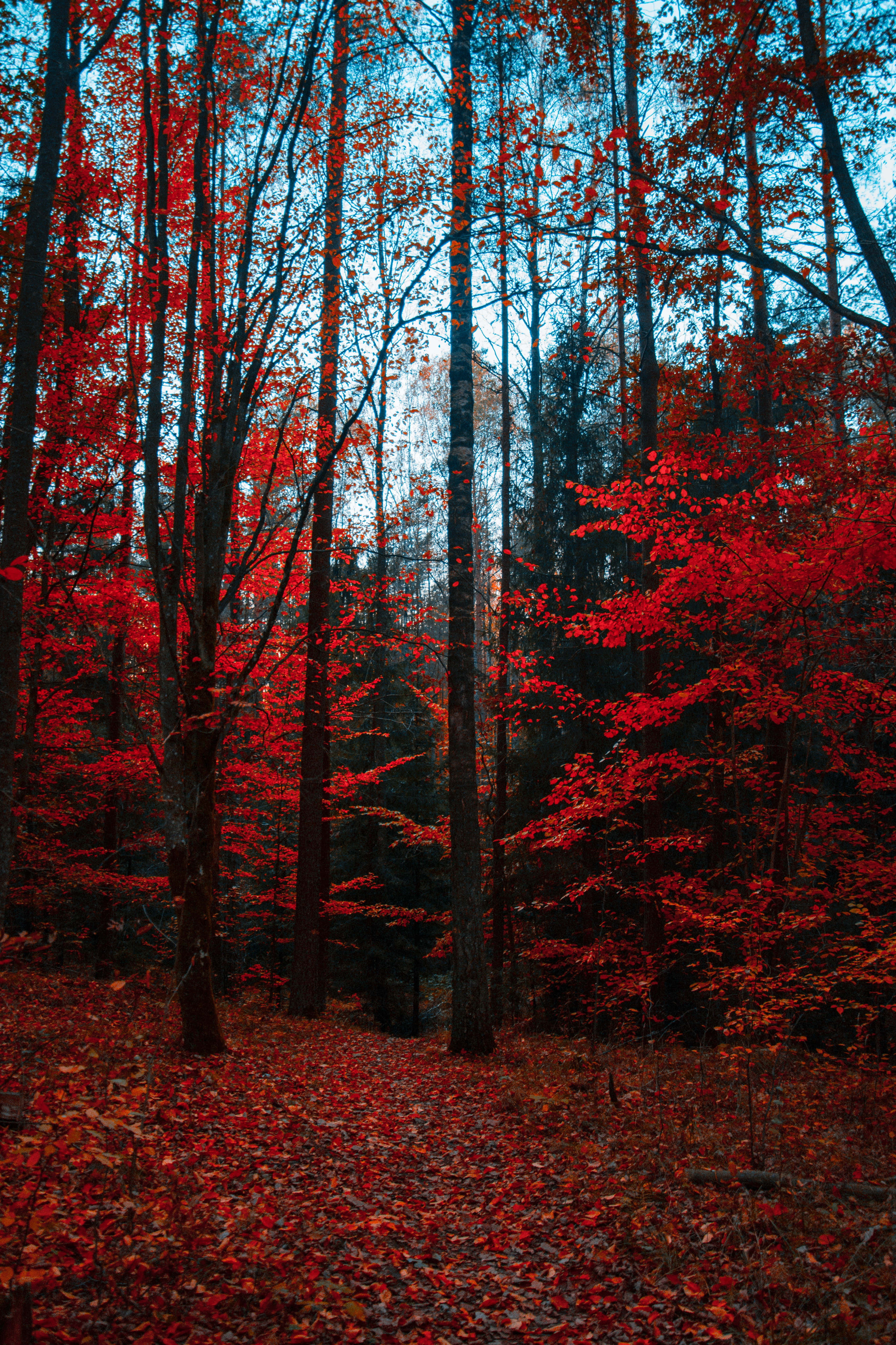 autumnal paradise, fiery red foliage, cool blue sky, 5K Phone Wallpaper