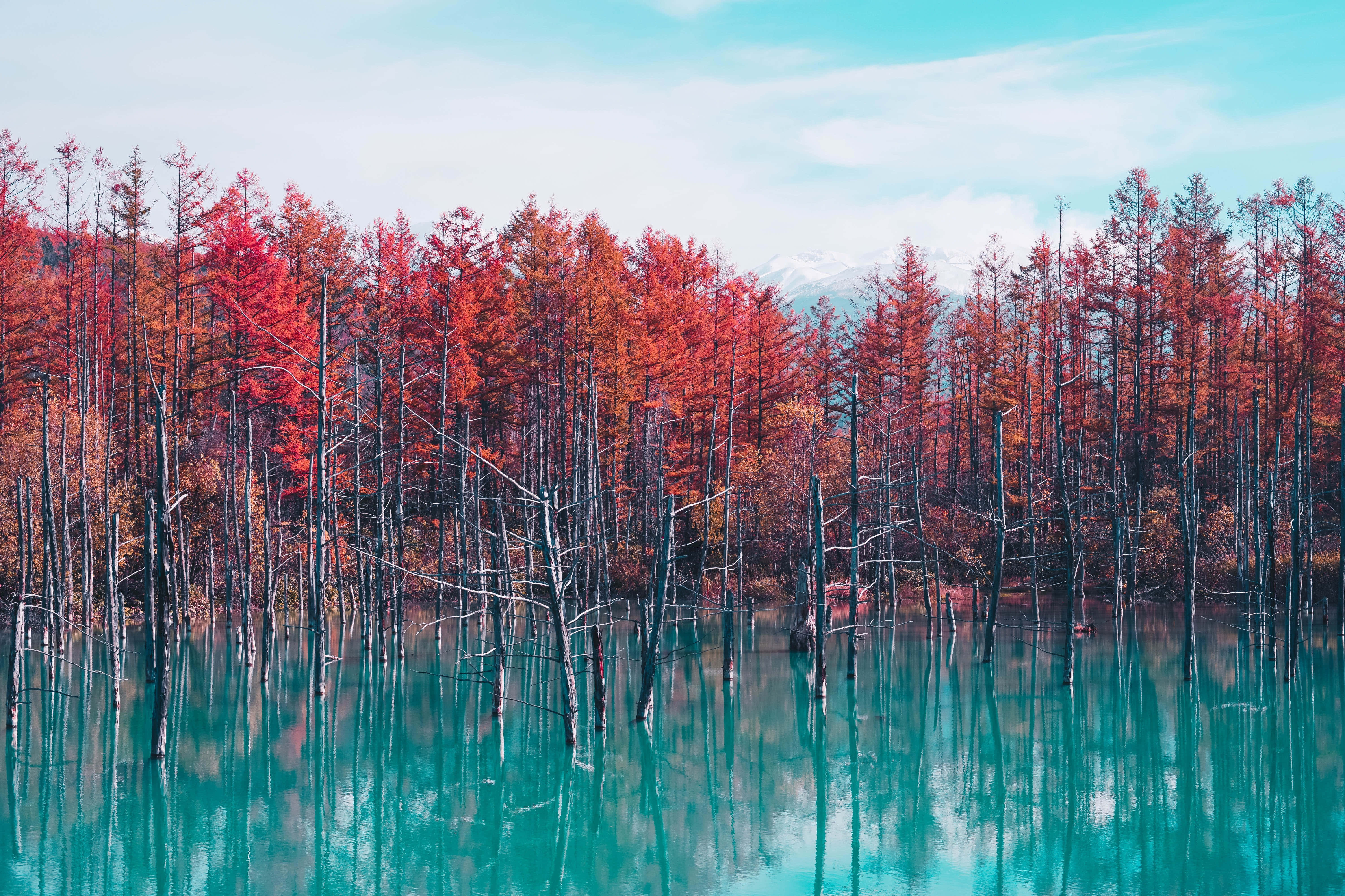 Vibrant red trees, crystal turquoise water, pale blue sky, 5K Desktop Wallpaper