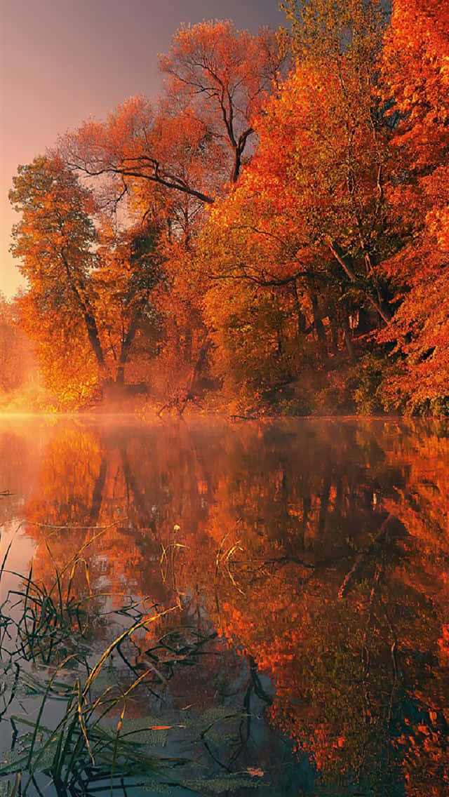 cool fall, autumn trees, fiery orange leaves, SD Phone Wallpaper