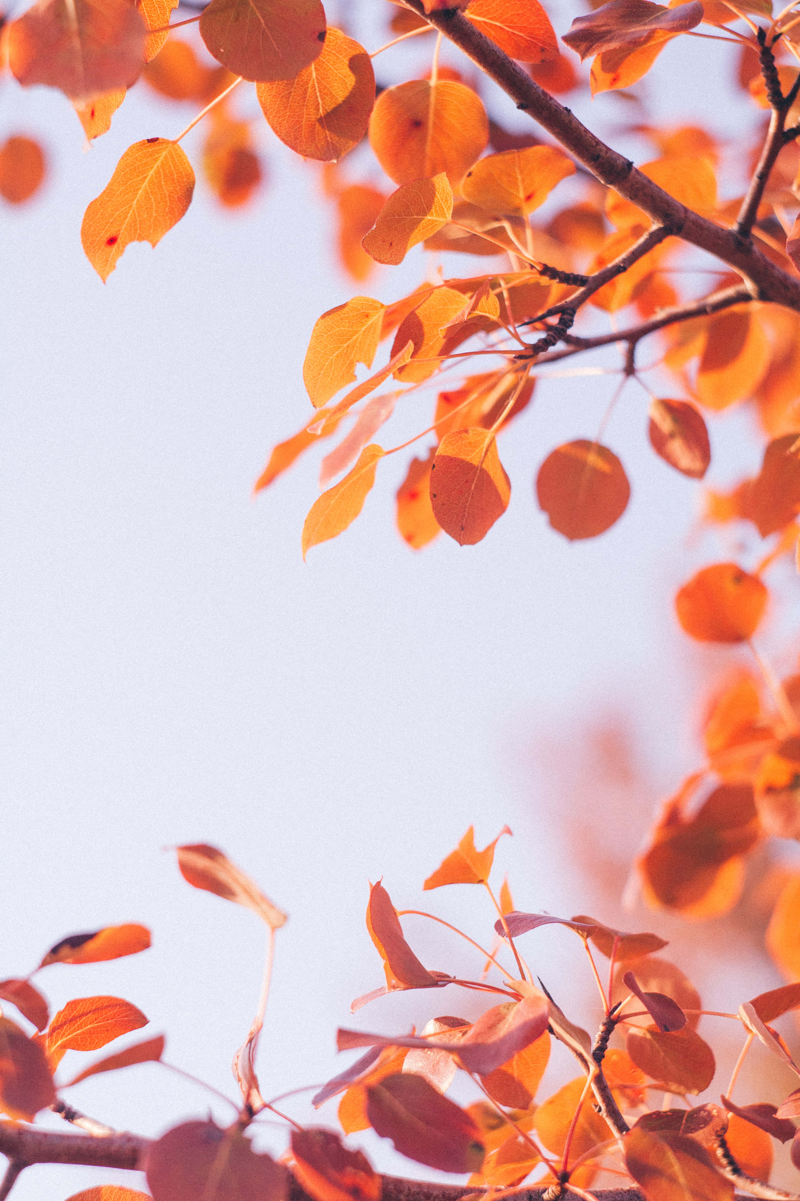 autumn leaves, vibrant orange, soft pale blue sky, 4K Phone Wallpaper