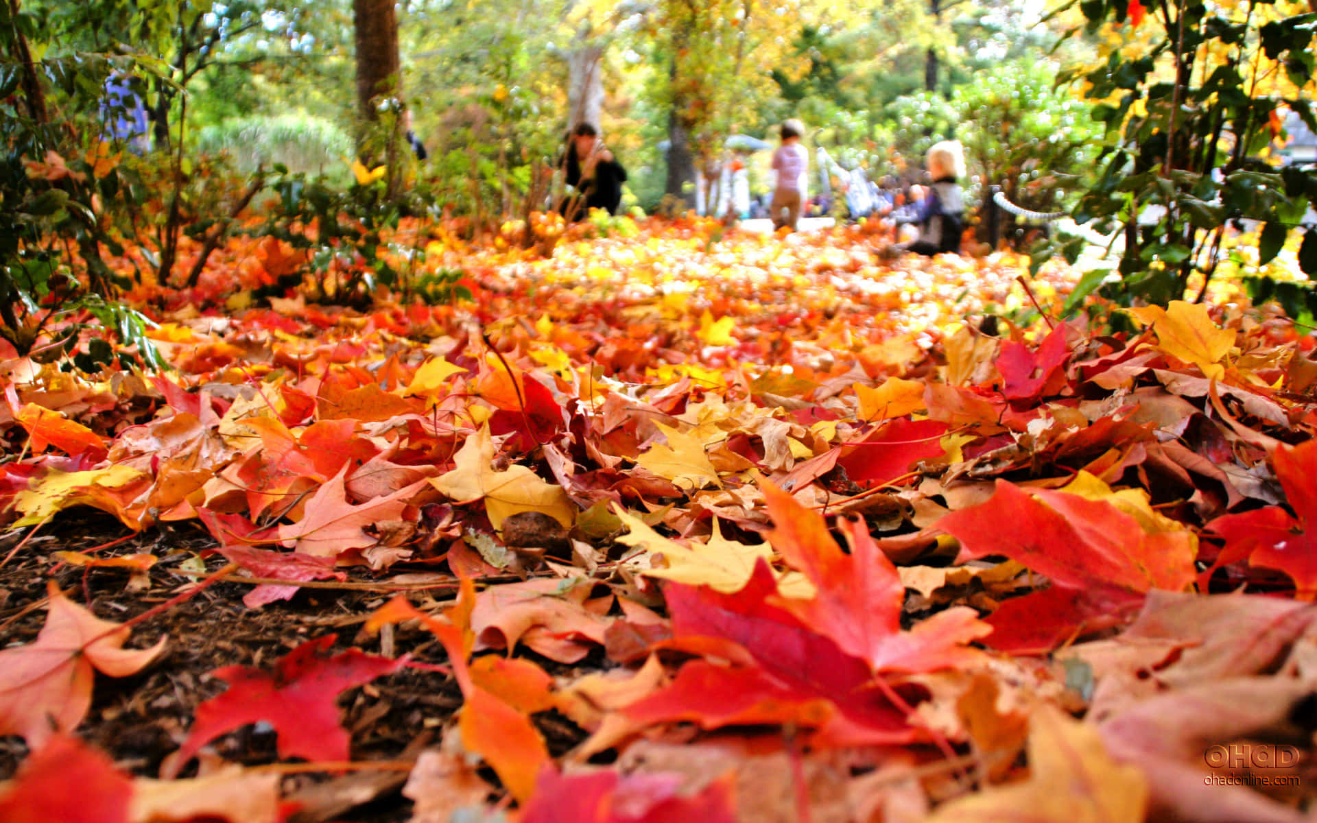 maple leaves, forest path, vibrant red orange and yellow, Full HD Desktop Wallpaper