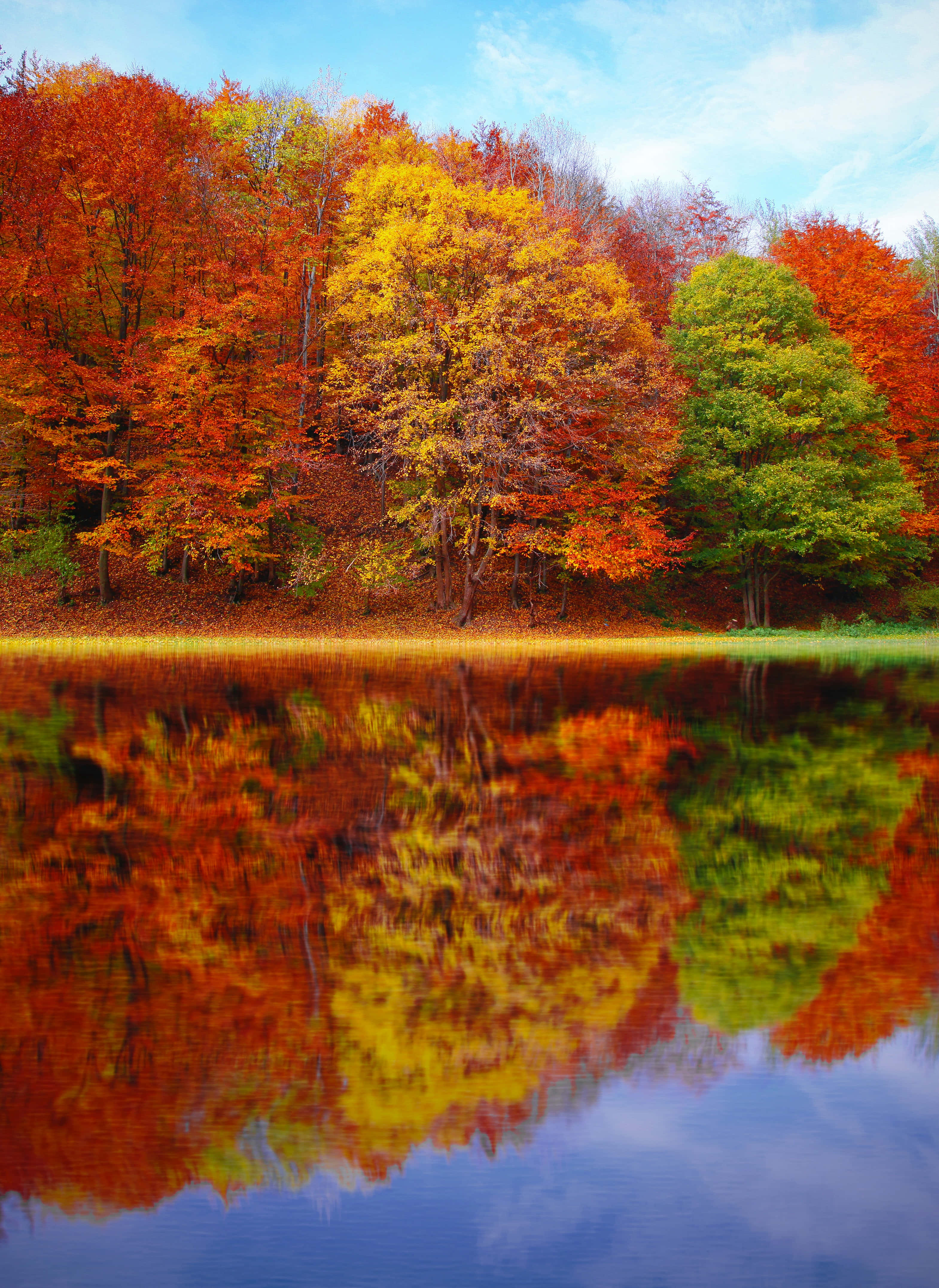 autumn trees, fiery reds, yellows, 4K Phone Wallpaper