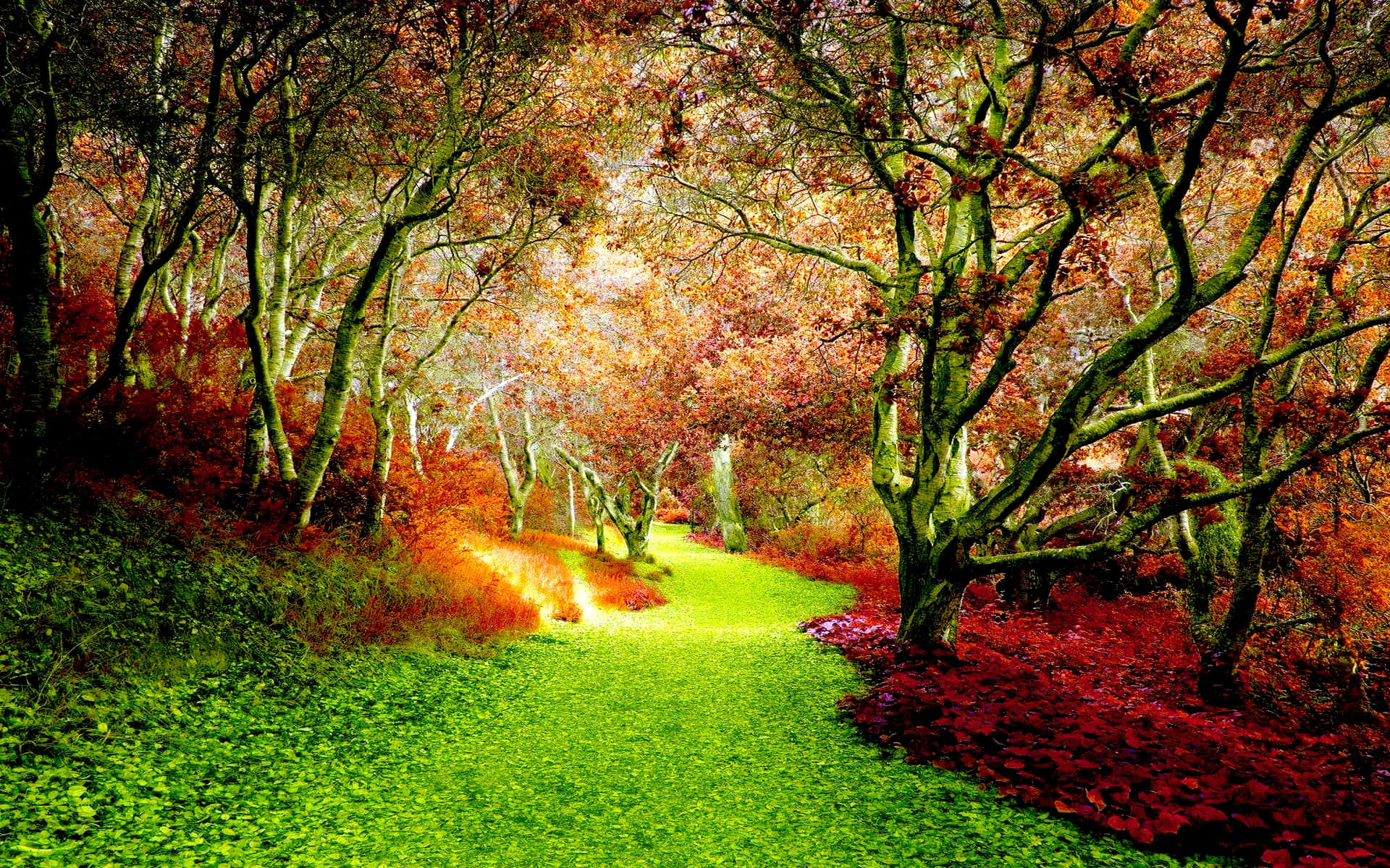 cool fall, autumn forest, fiery red, Full HD Desktop Wallpaper