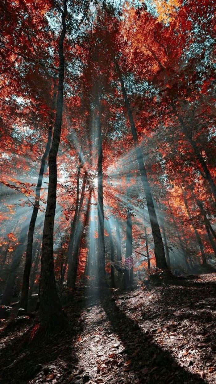 Cool Fall, vibrant red autumn leaves, dense forest, SD Phone Wallpaper