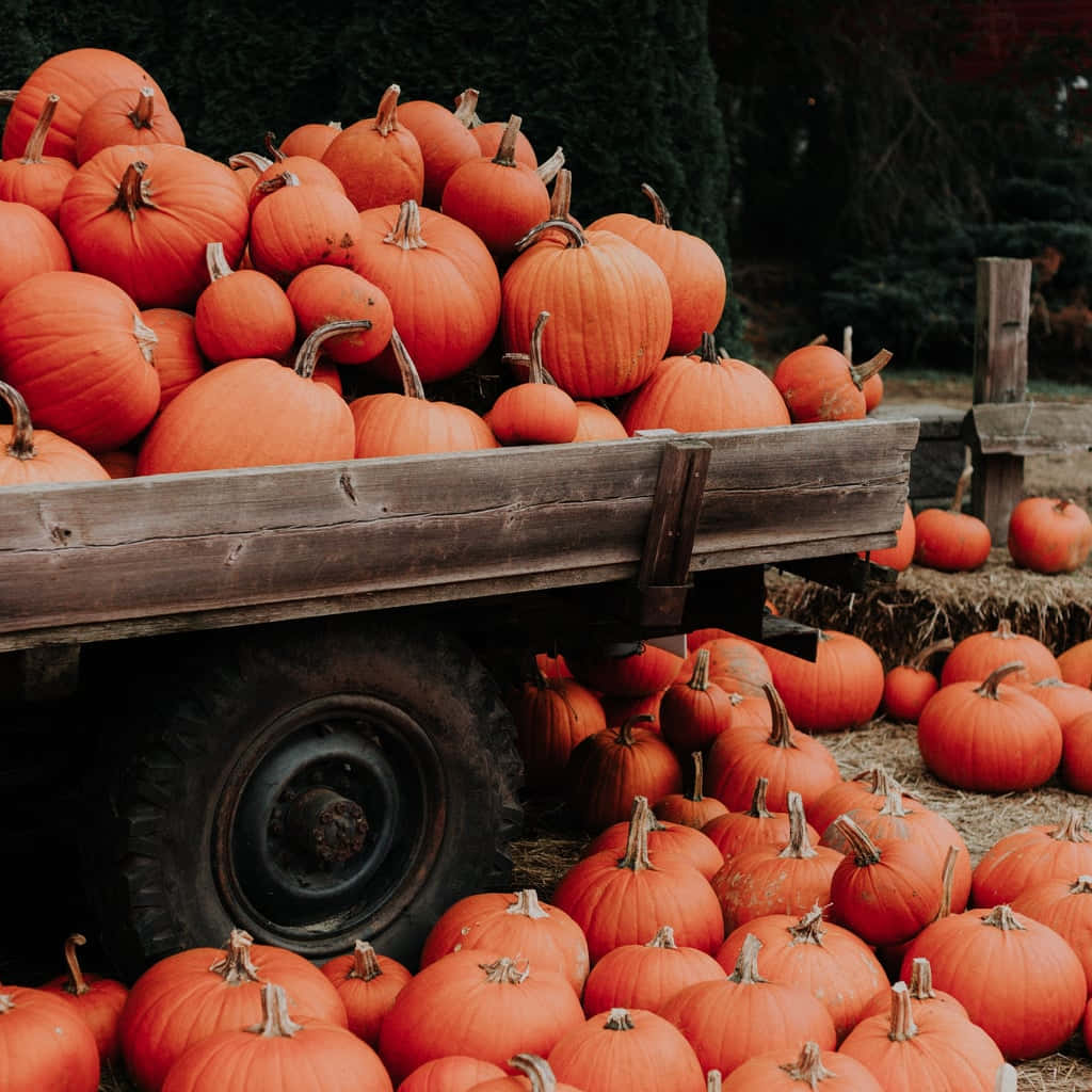 rustic wooden wagon, vibrant orange pumpkins, hay-strewn autumn field, SD Desktop Wallpaper