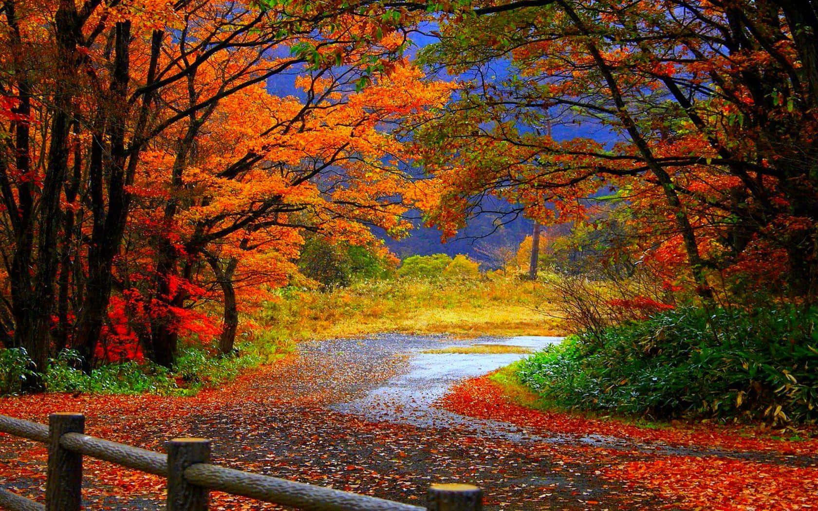 cool fall, vibrant red, orange autumn leaves, HD Desktop Wallpaper