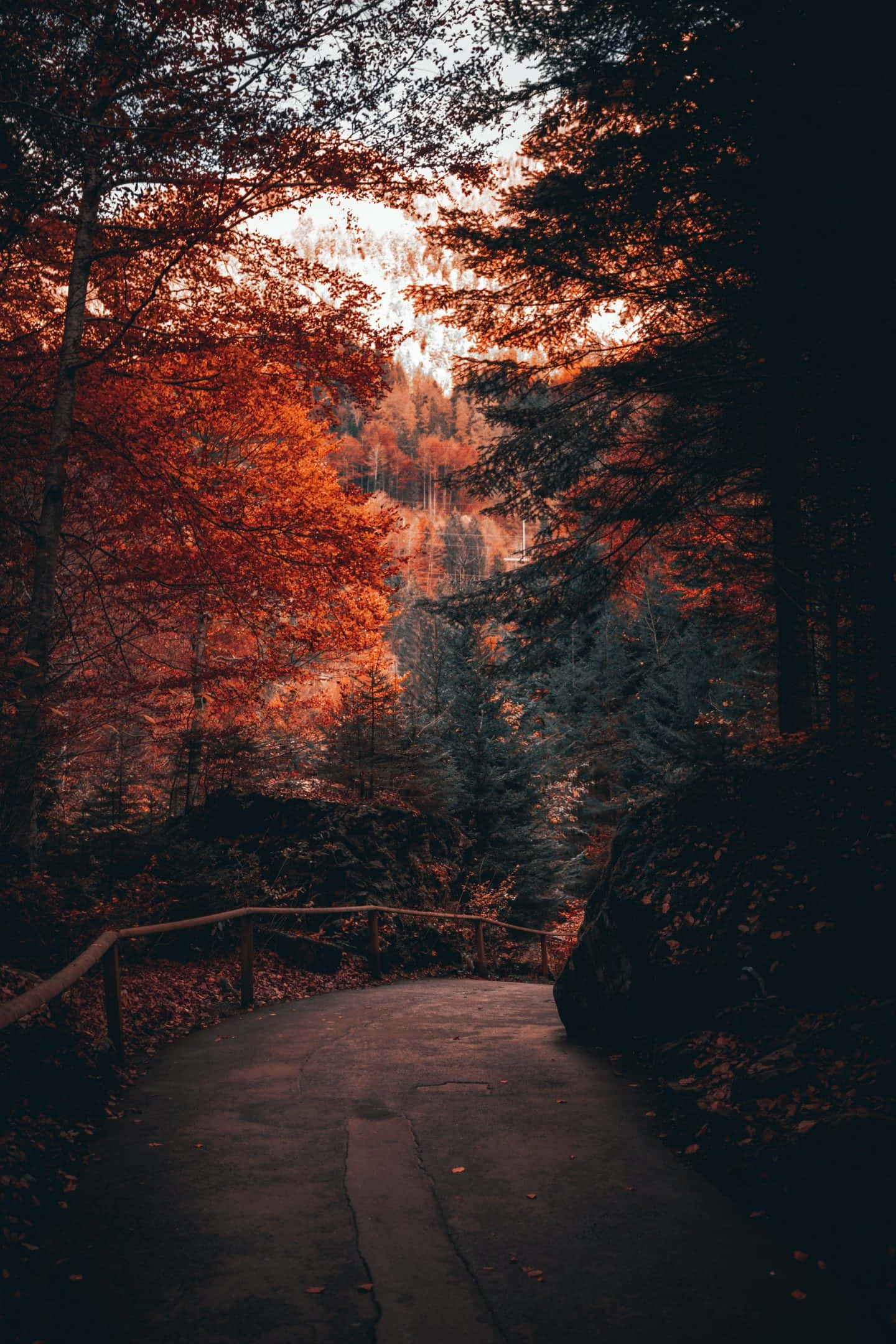 cool fall, autumn light, fiery orange trees, Full HD Phone Wallpaper