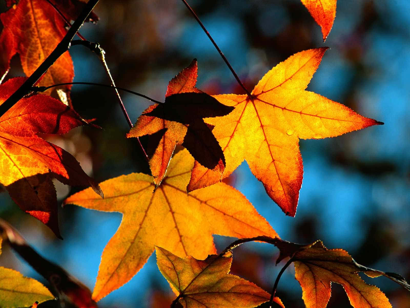 autumn foliage, golden orange hues, cool blue blurred background, HD Desktop Wallpaper