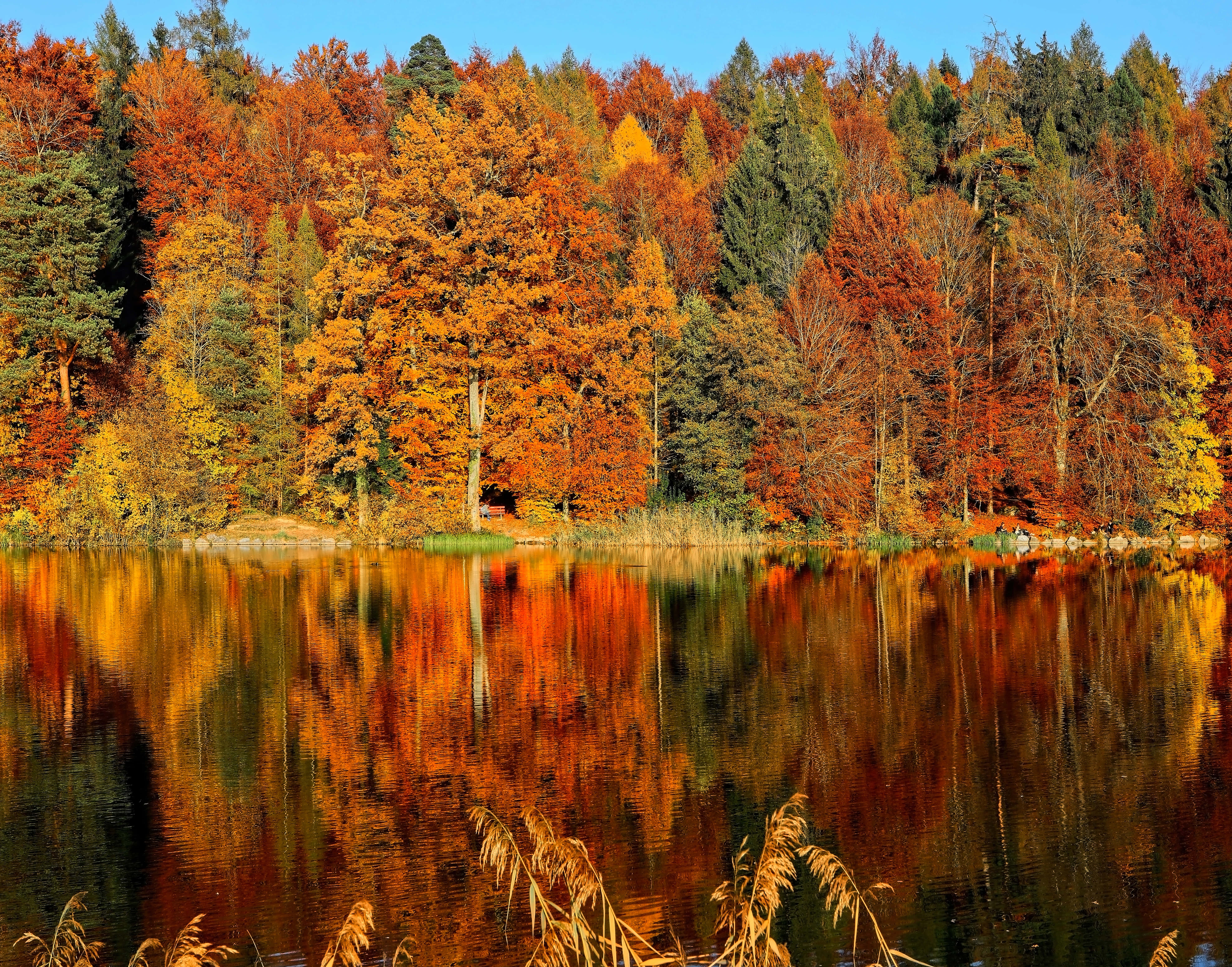 autumn forest, fiery orange and red leaves, calm lake, 5K Desktop Wallpaper