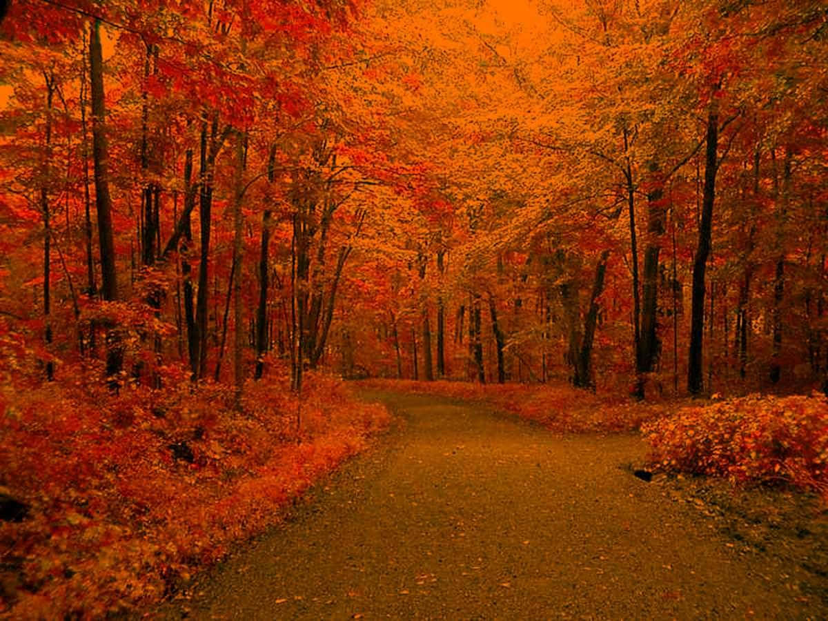 fiery orange, red autumn leaves, warm golden sky, SD Desktop Wallpaper