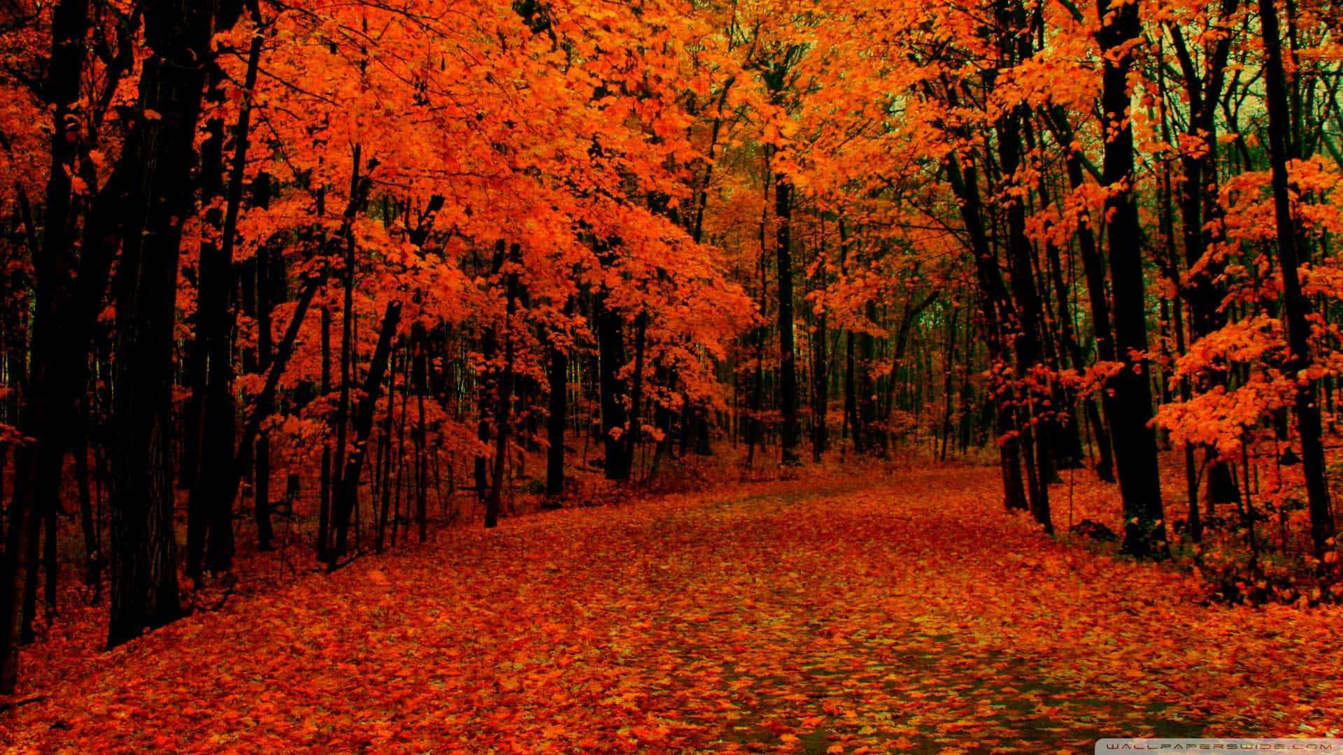 cool fall, fiery orange leaves, autumn trees, Full HD Desktop Wallpaper