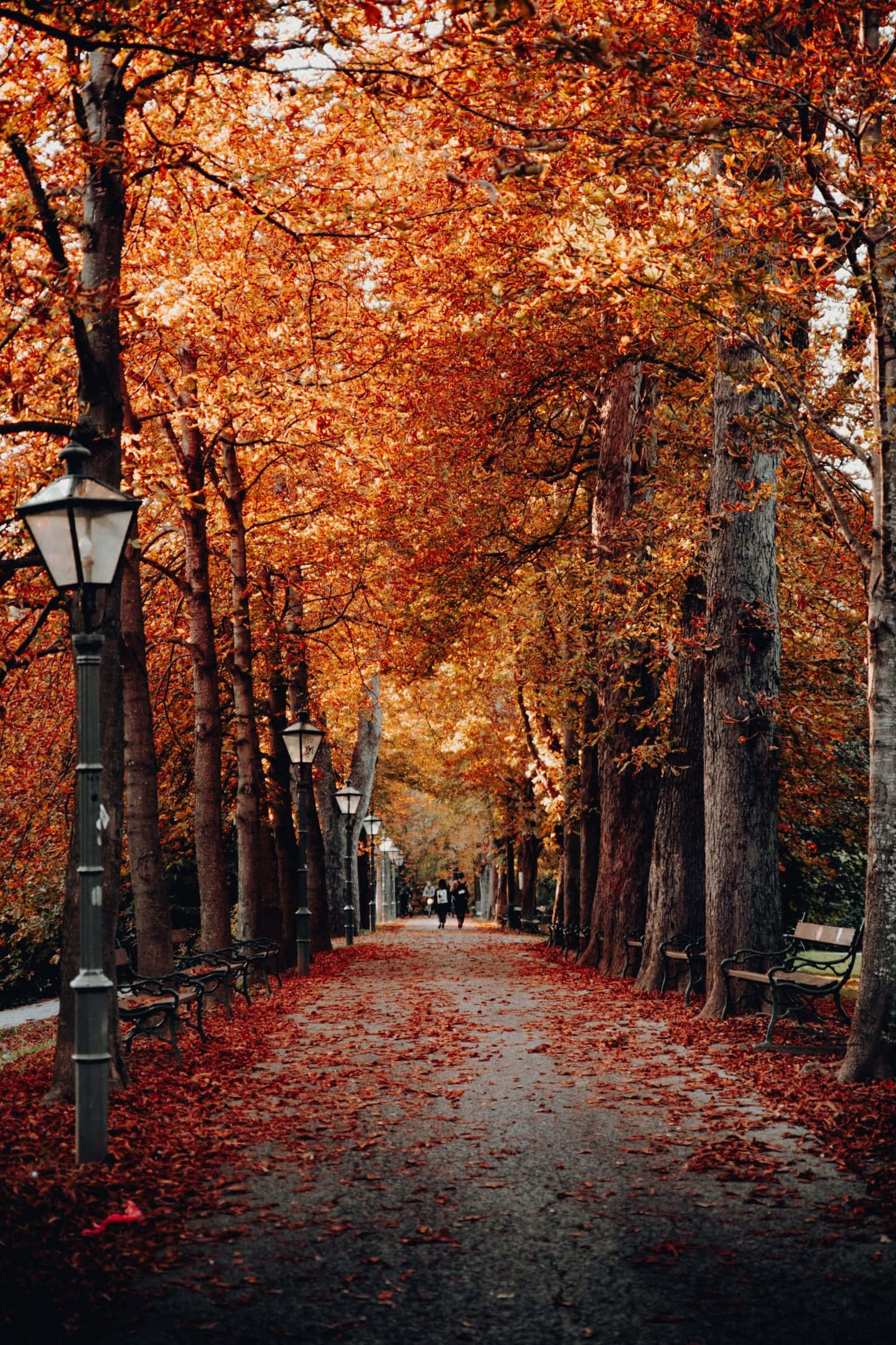 cool fall, autumn pathway, towering trees, Full HD Phone Wallpaper