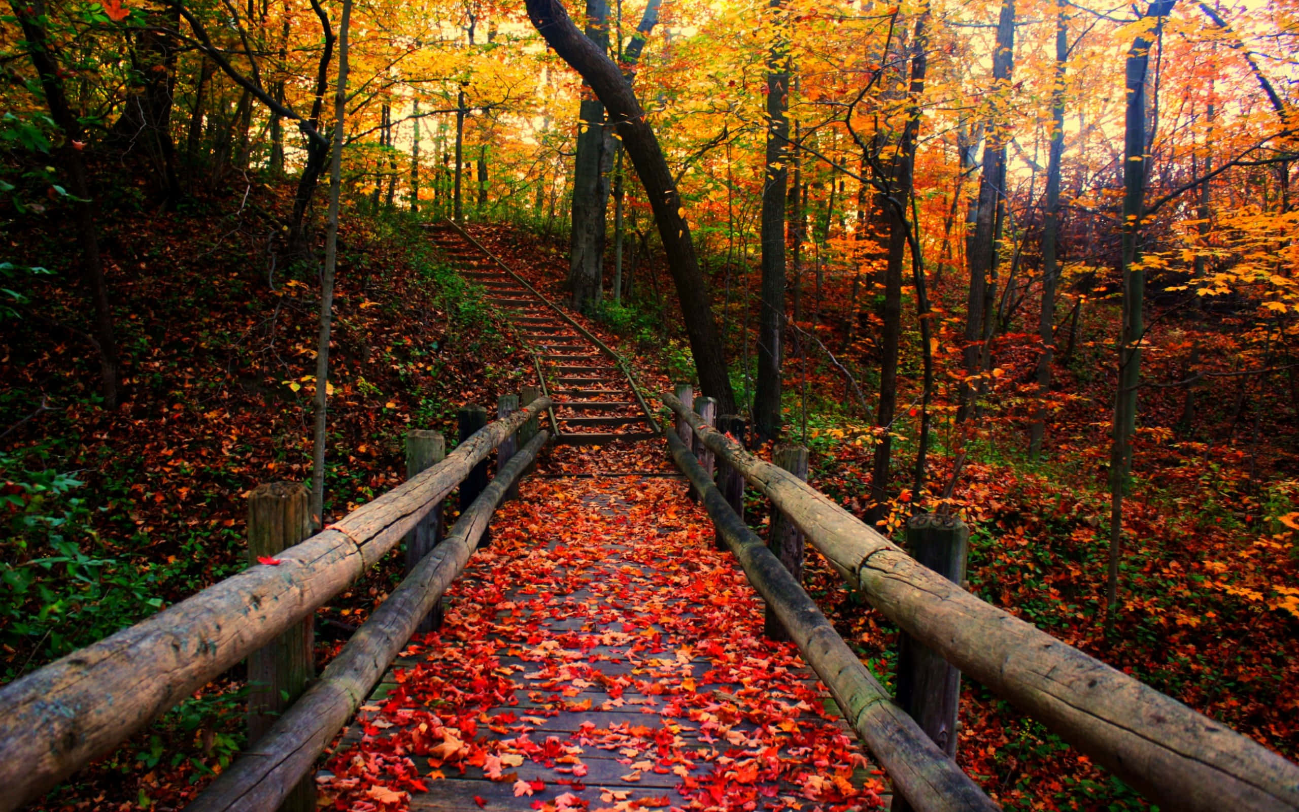 autumn forest, red and orange leaves, wooden staircase, 2K Desktop Wallpaper