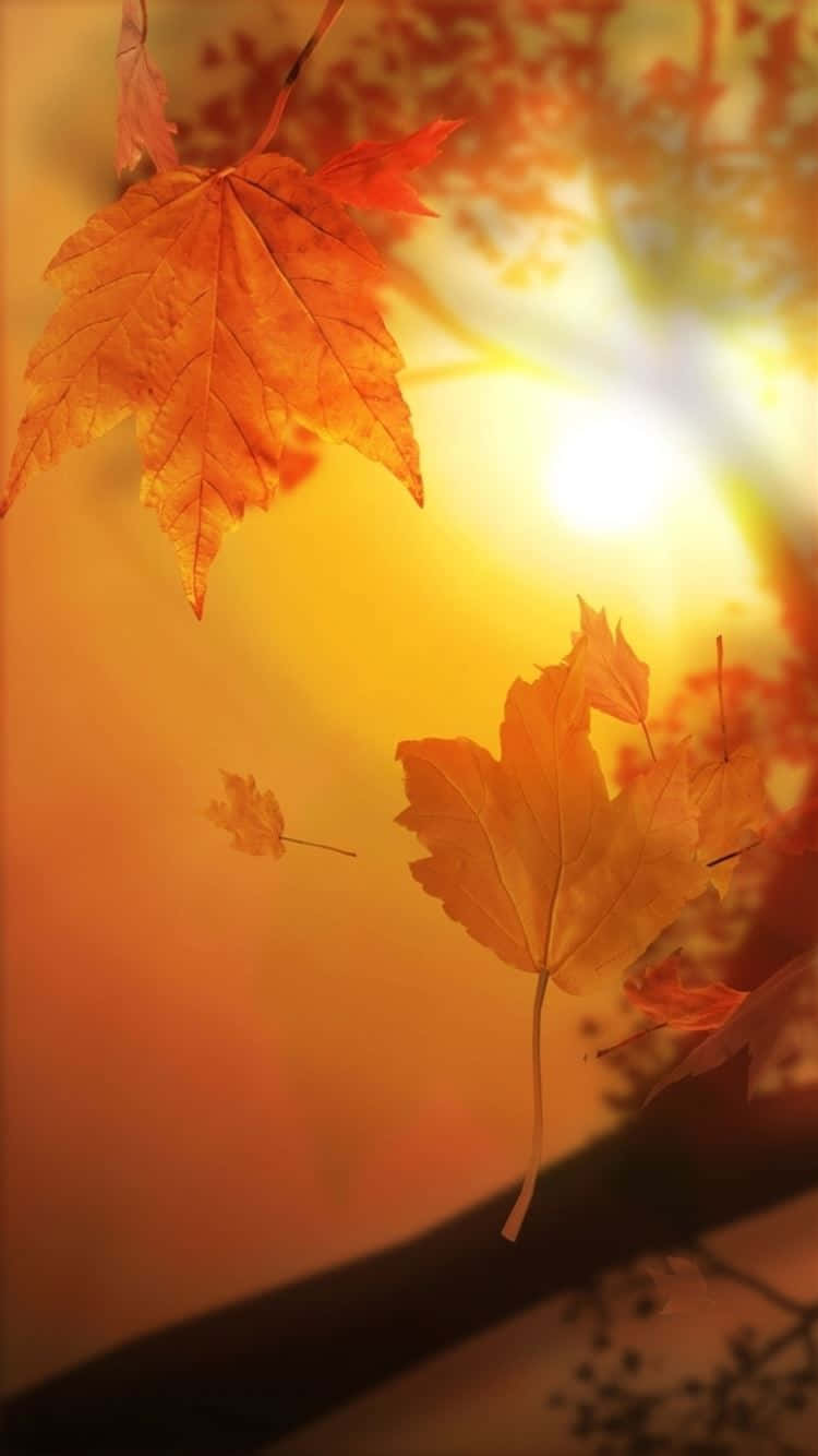 Golden maple leaves, warm glowing sunset sky, soft bokeh background, HD Phone Wallpaper