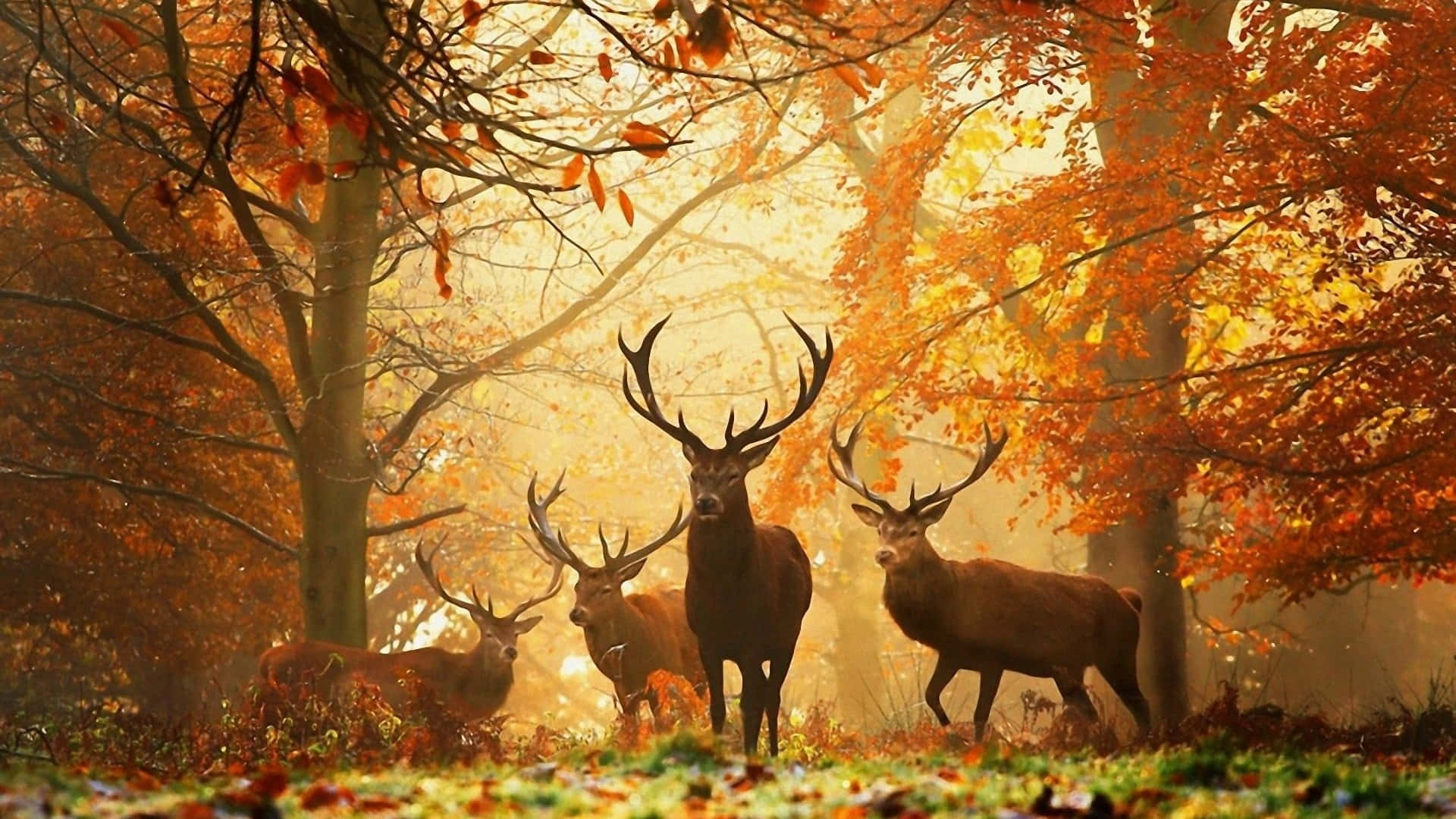 autumn forest, golden light, vibrant orange leaves, Full HD Desktop Wallpaper