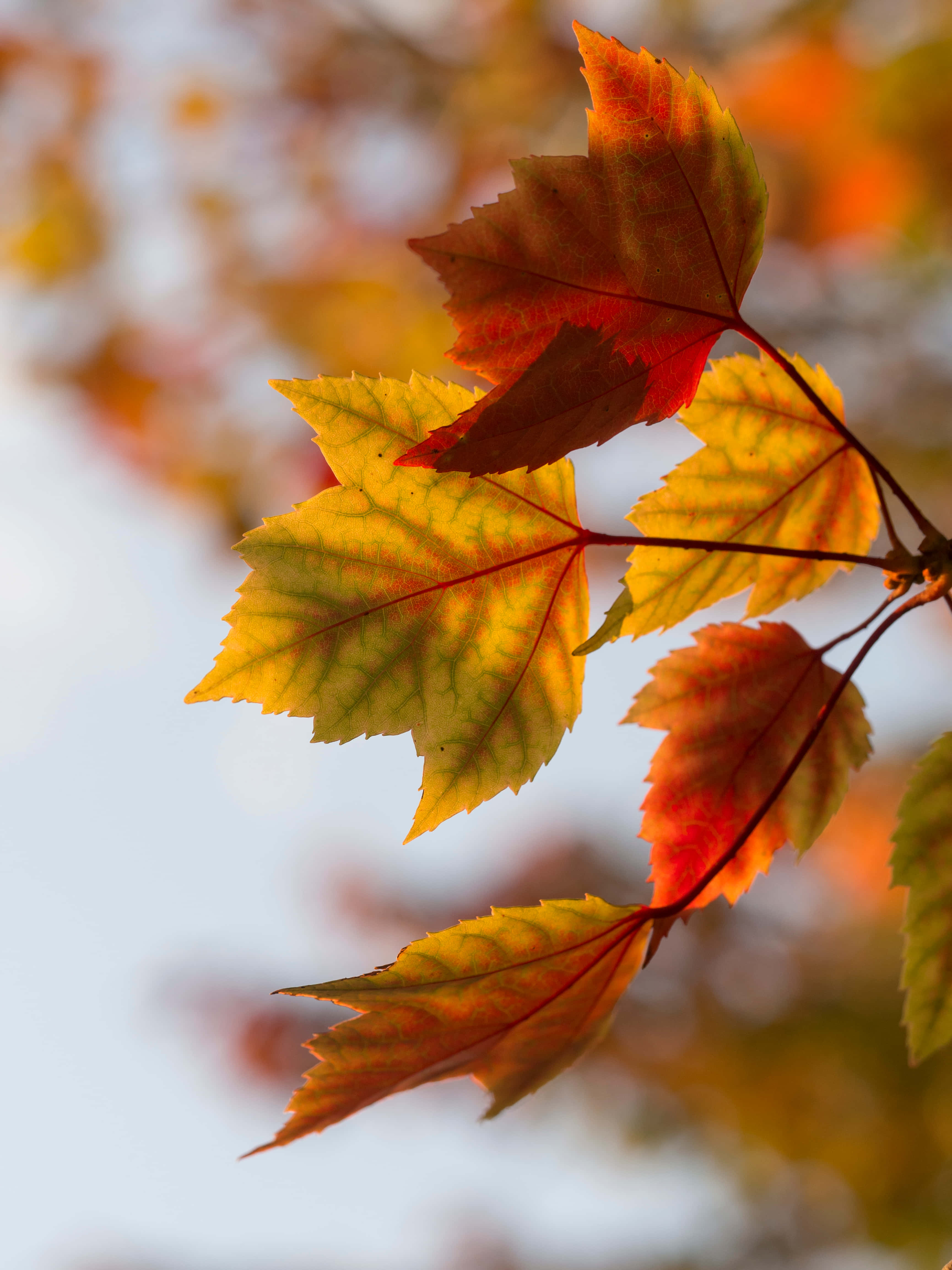autumn maple leaves, golden orange hues, soft blurred sky, 4K Phone Wallpaper