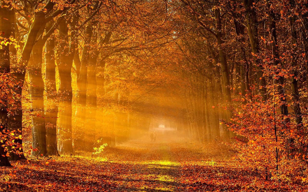 golden sunlight, autumn trees, leaf-strewn forest path, HD Desktop Wallpaper