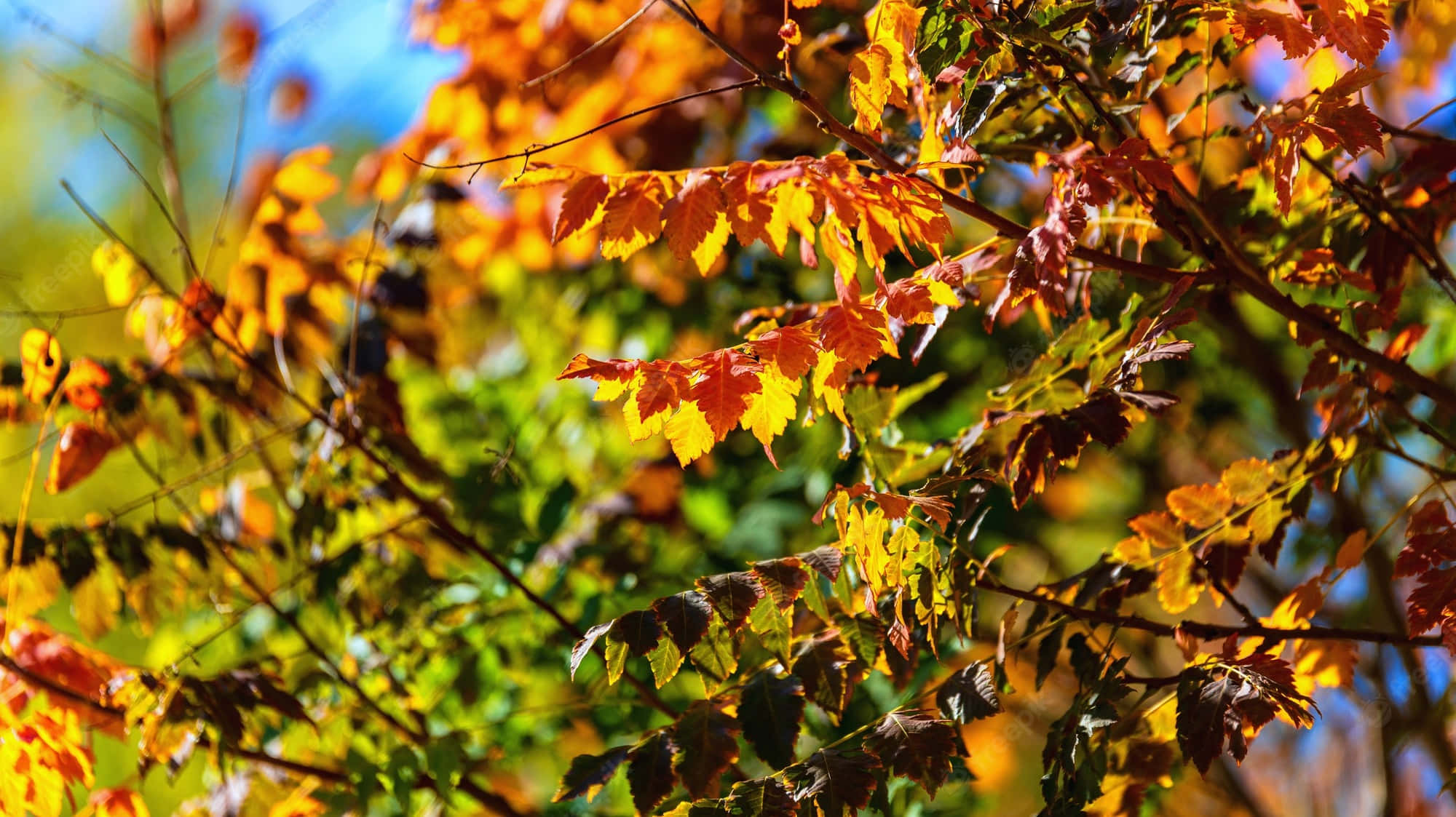 Cool Fall, autumn leaves, fiery orange, Full HD Desktop Wallpaper