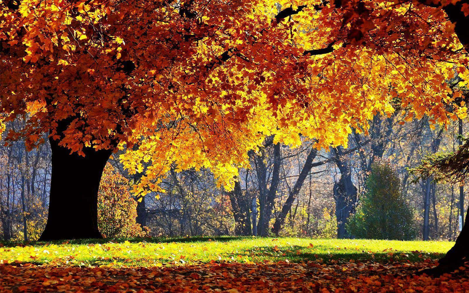 maple leaves, vibrant orange, yellow, HD Desktop Wallpaper