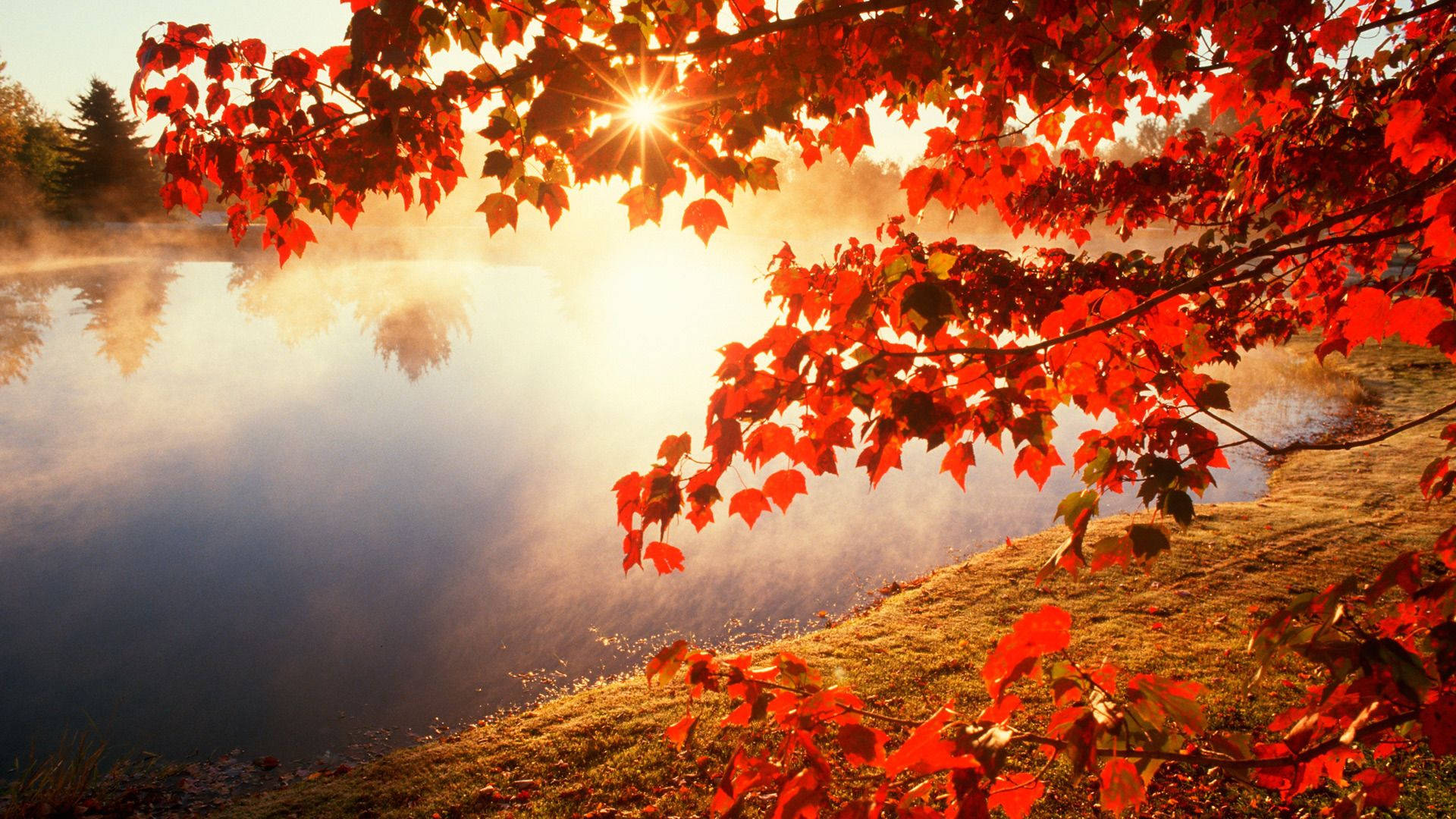 red autumn leaves, misty lake, sunrise, Full HD Desktop Wallpaper