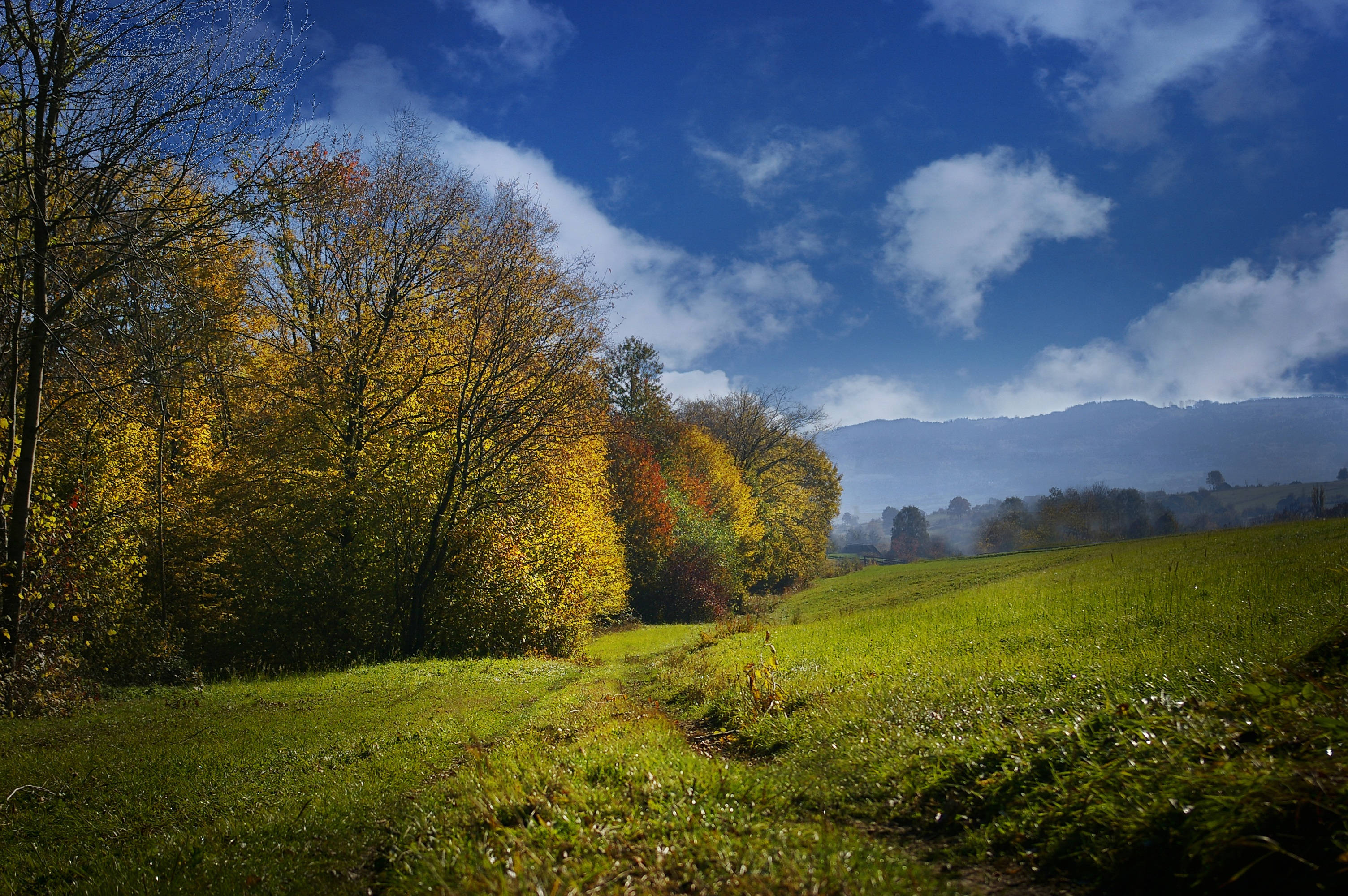 green meadow, autumn trees, gold and orange, 2K Desktop Wallpaper