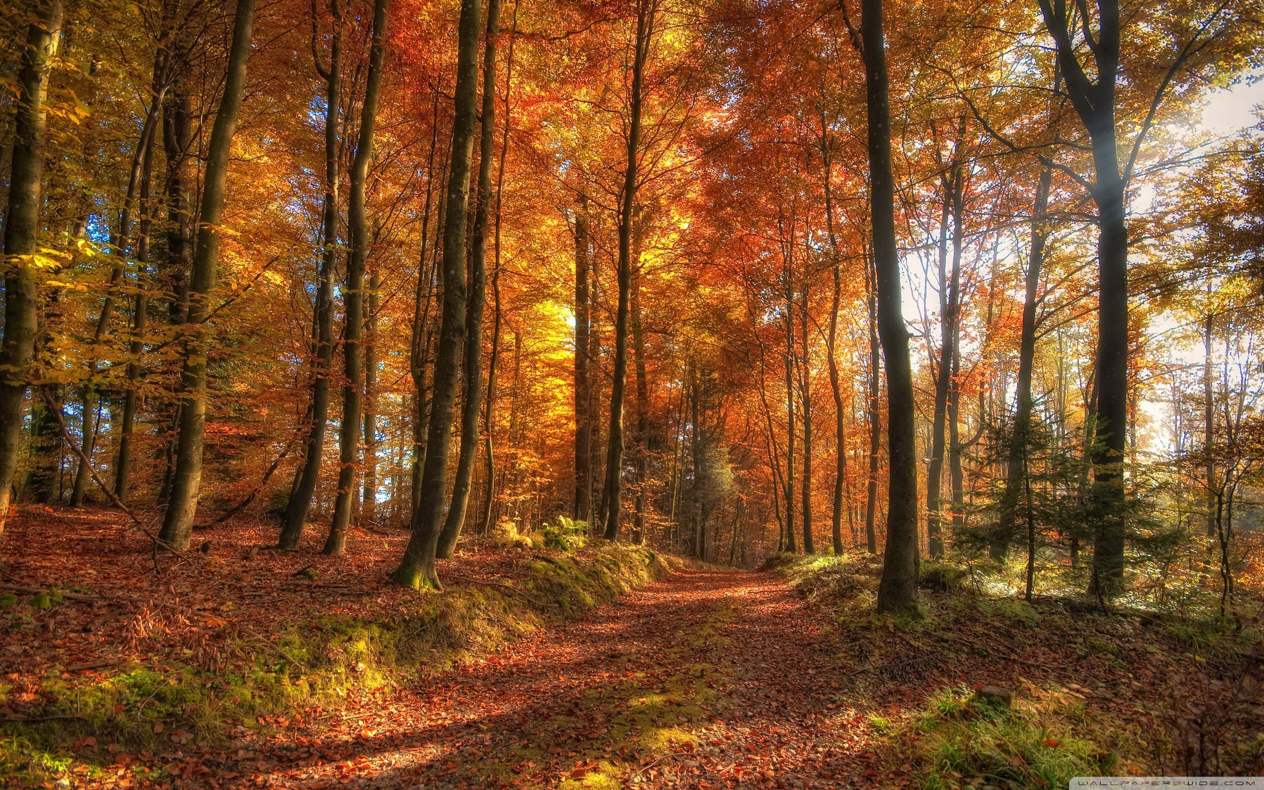 autumn leaves, vibrant orange, gold, 2K Desktop Wallpaper