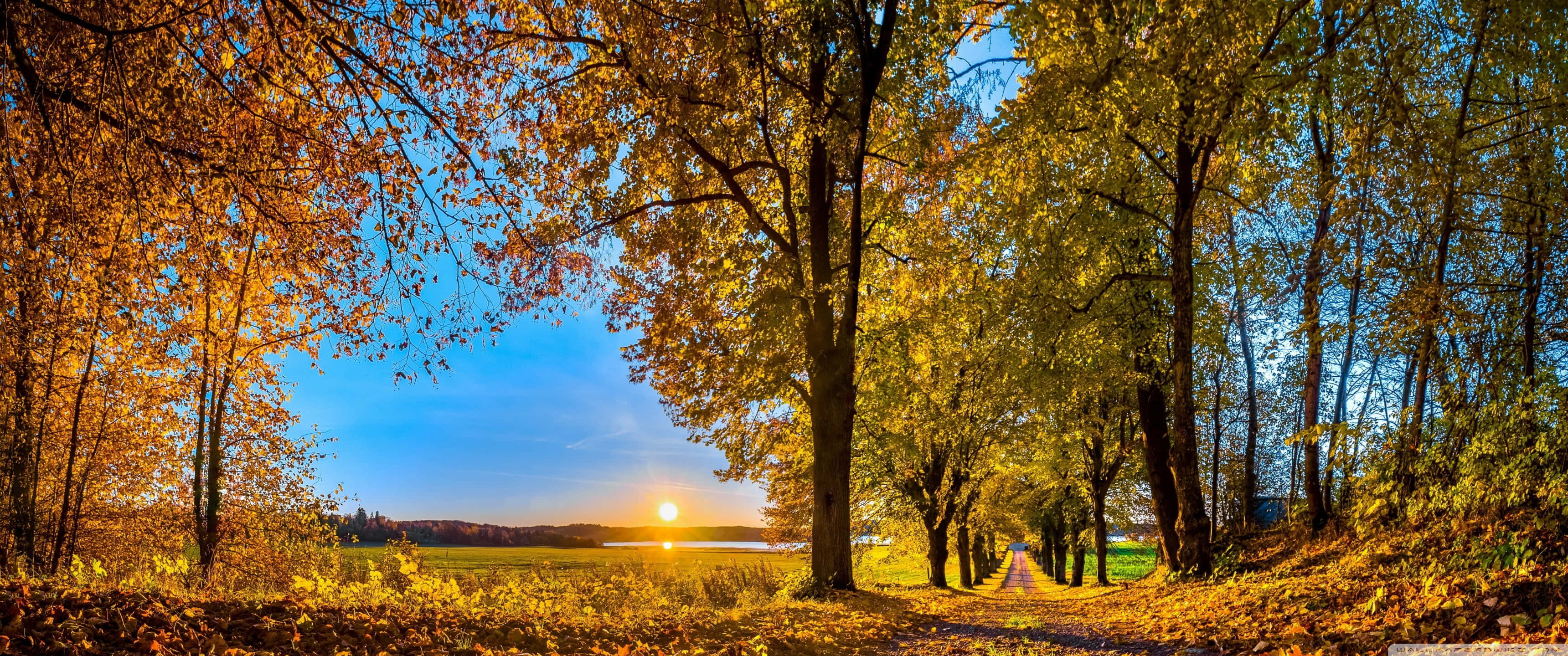 golden autumn path, tall trees, fiery leaves, 2K Desktop Wallpaper