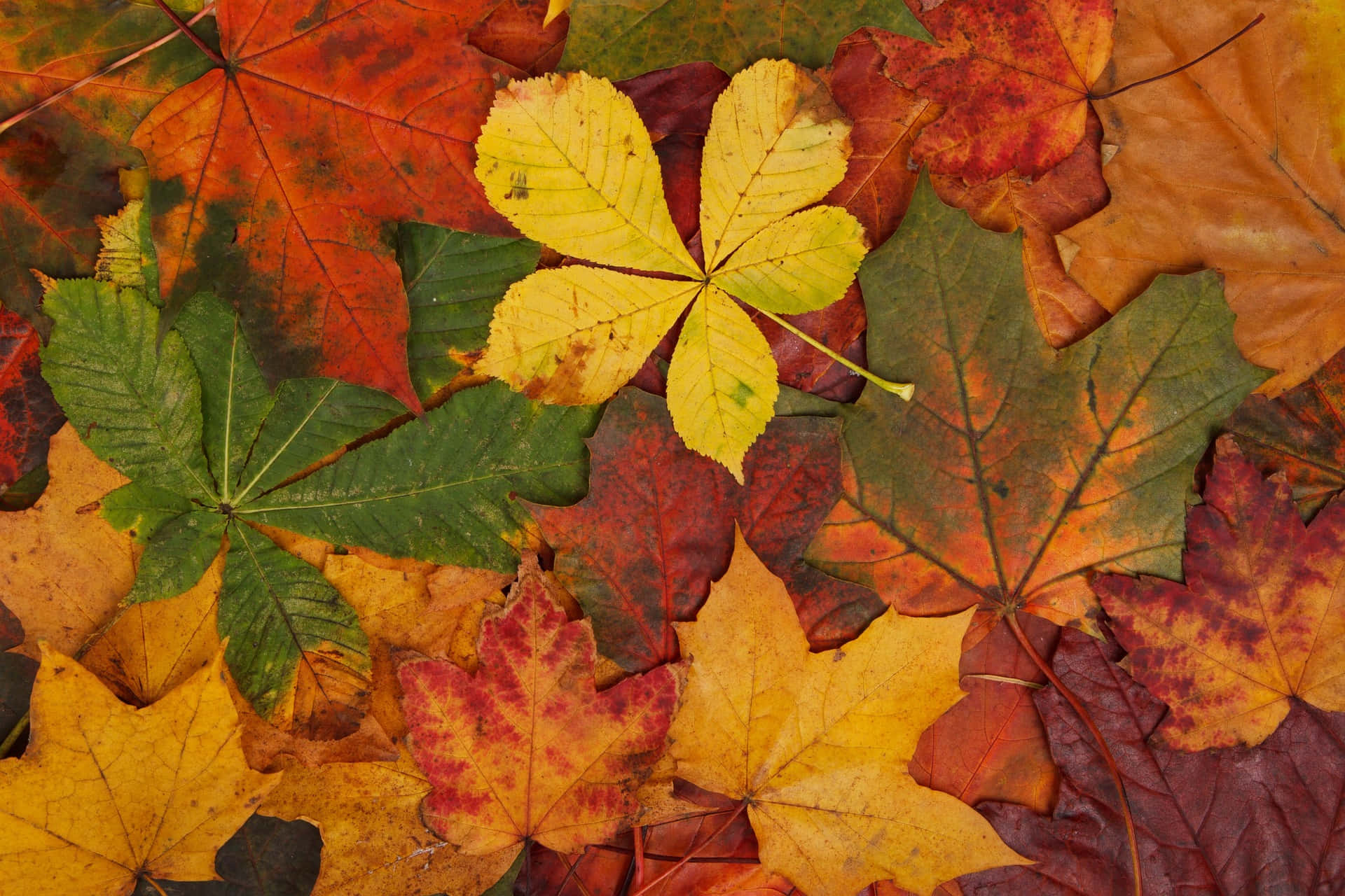 bright yellow chestnut leaf, red orange maple leaves, green maple leaves, Full HD Desktop Wallpaper
