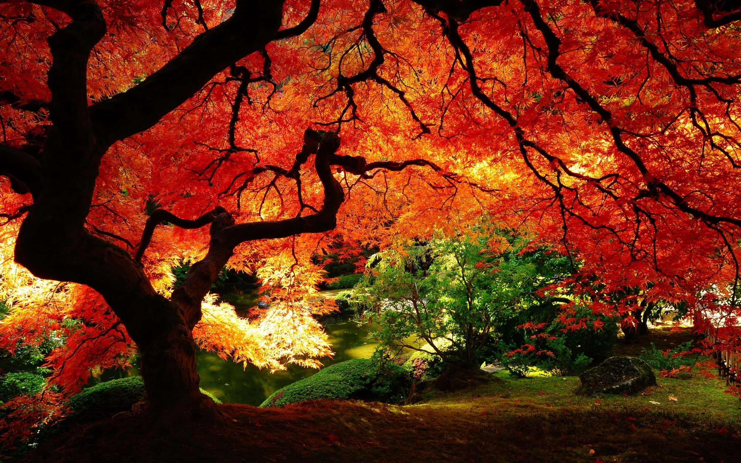 autumn maple tree, fiery red leaves, serene pond, Full HD Desktop Wallpaper