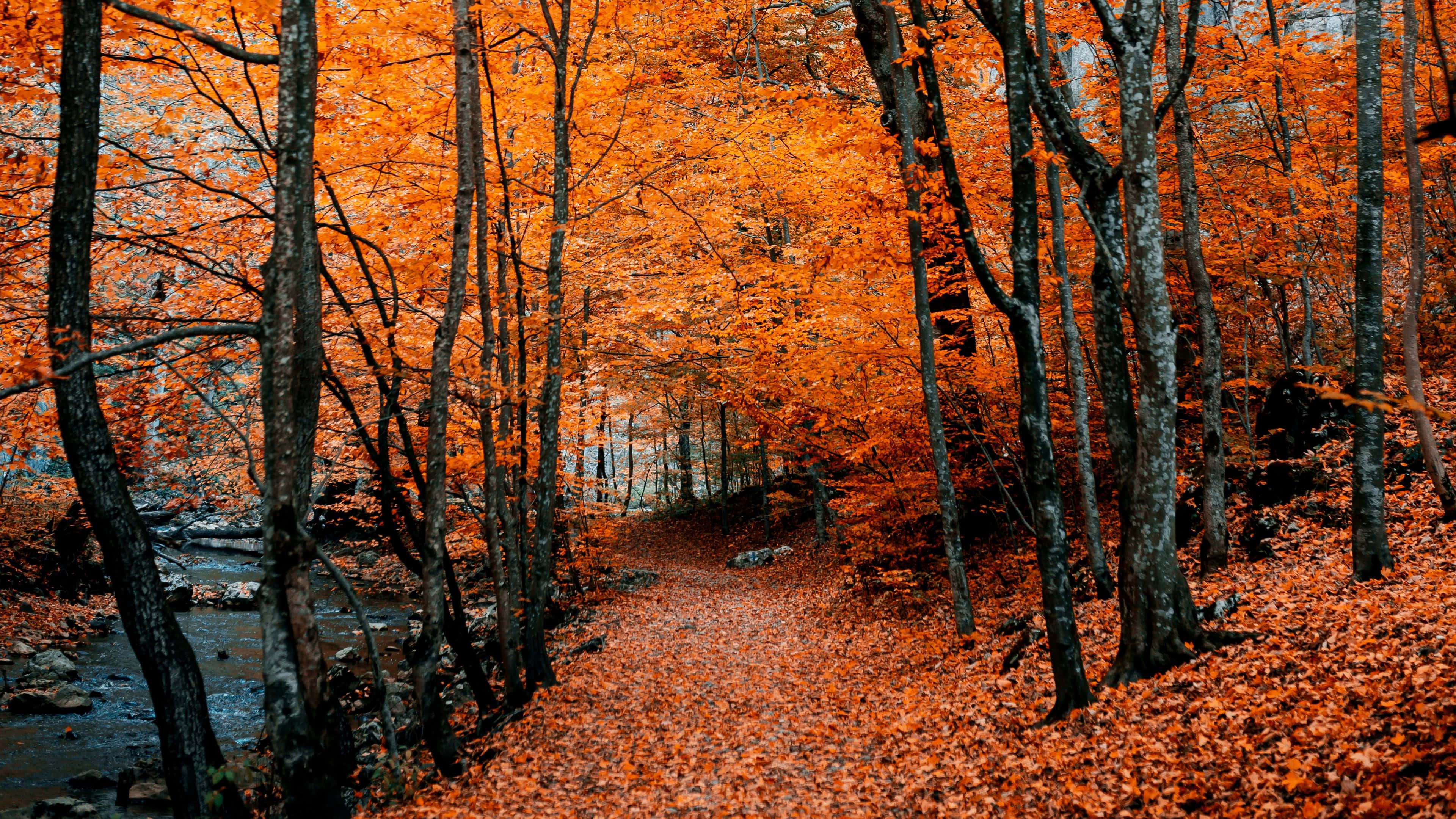 3840 x 2160, autumn, fiery orange leaves, 4K Desktop Wallpaper