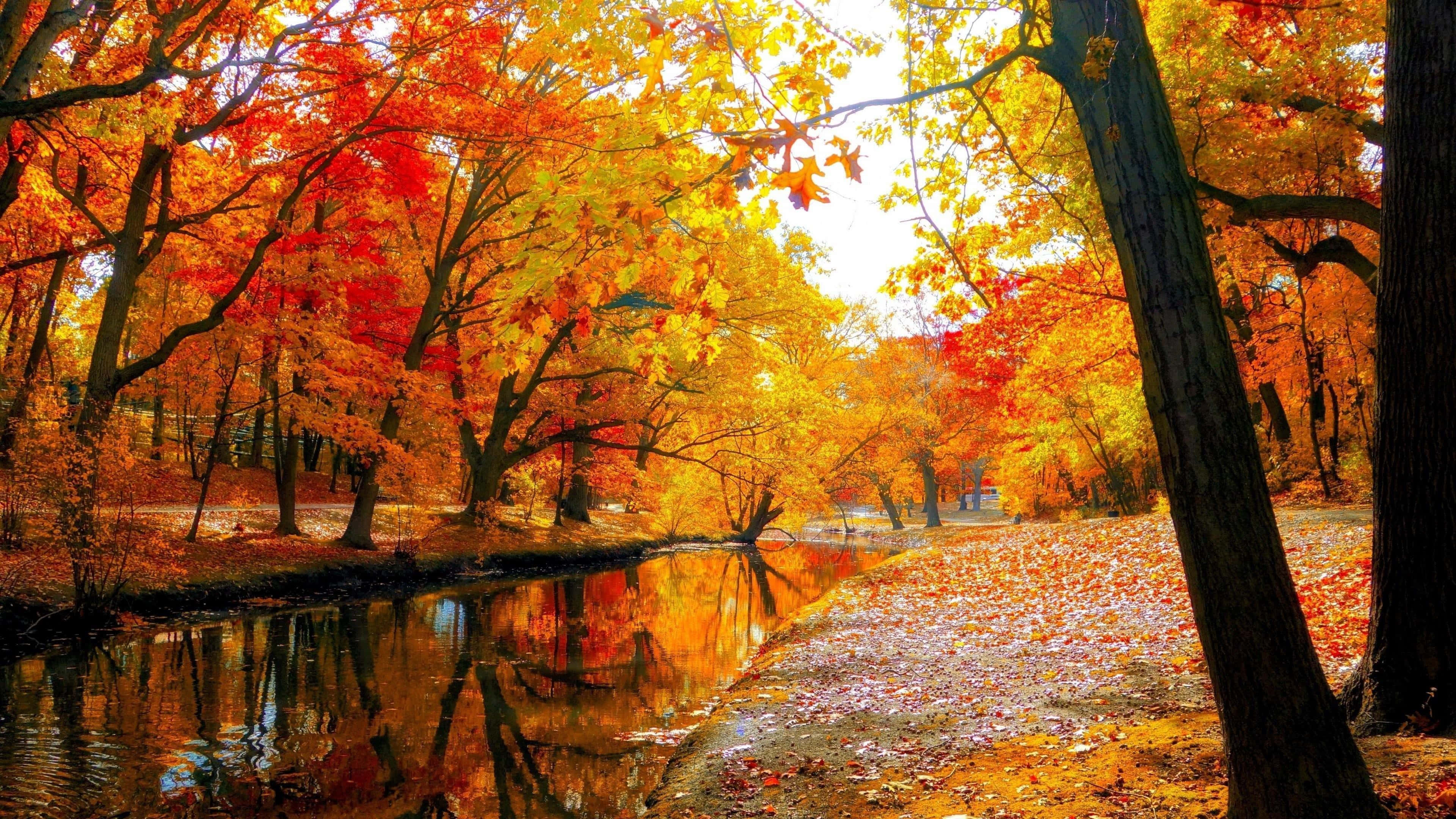 fall trees, autumn forest path, fiery orange and red maple trees, 4K Desktop Wallpaper