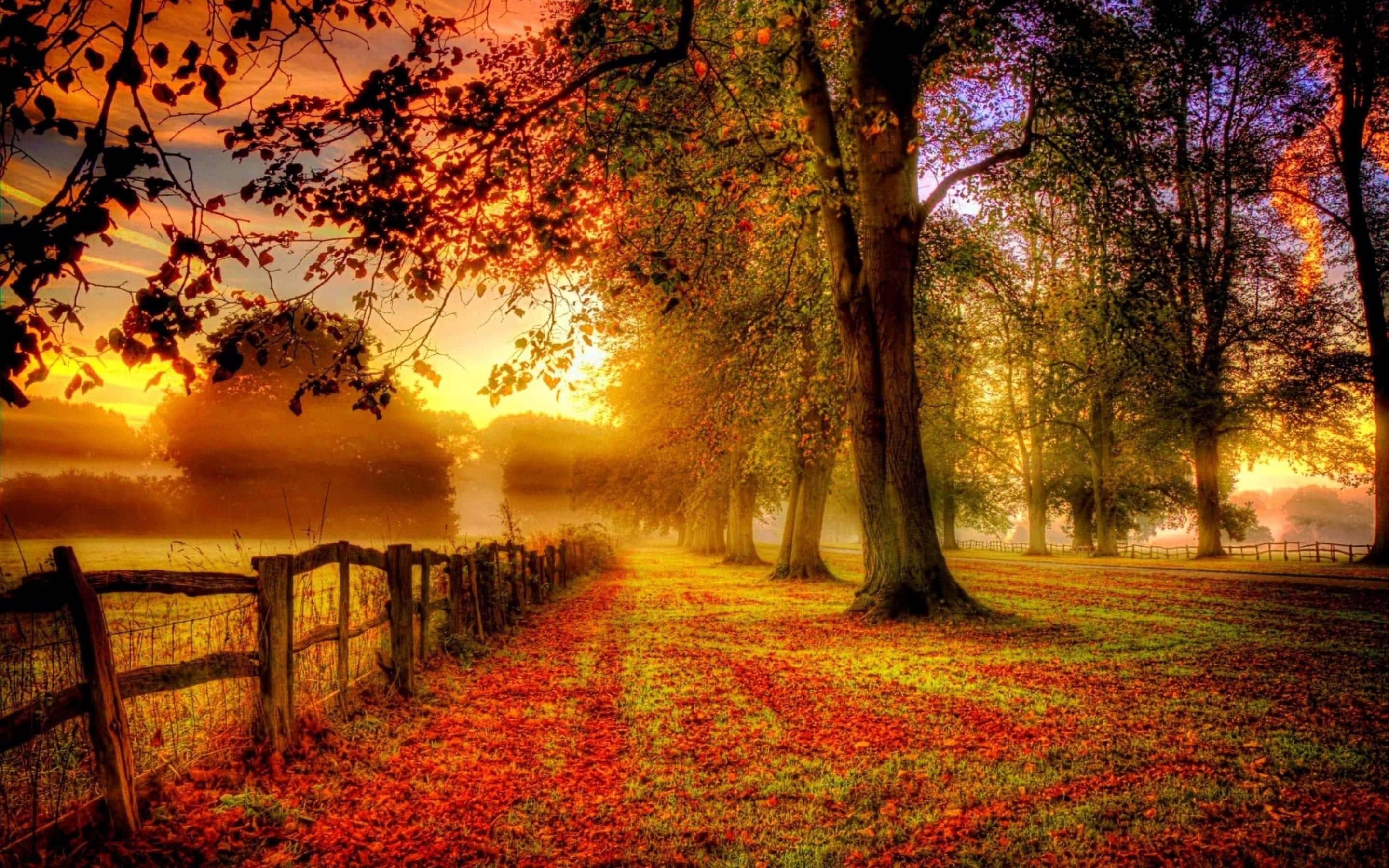 fall landscape, autumn path, trees, 2K Desktop Wallpaper