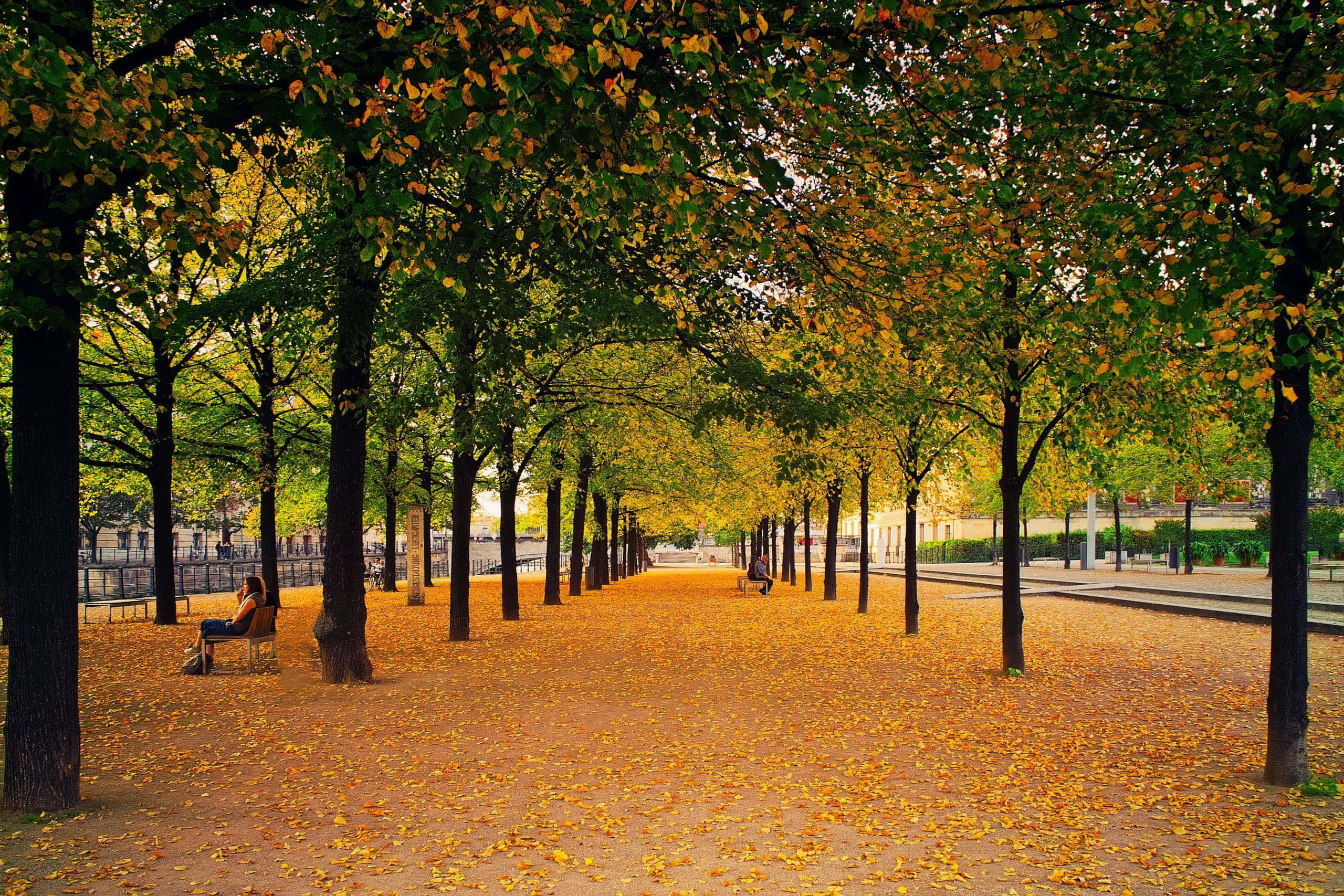 autumn park pathway, trees shedding golden leaves, person sitting on a bench, 2K Desktop Wallpaper