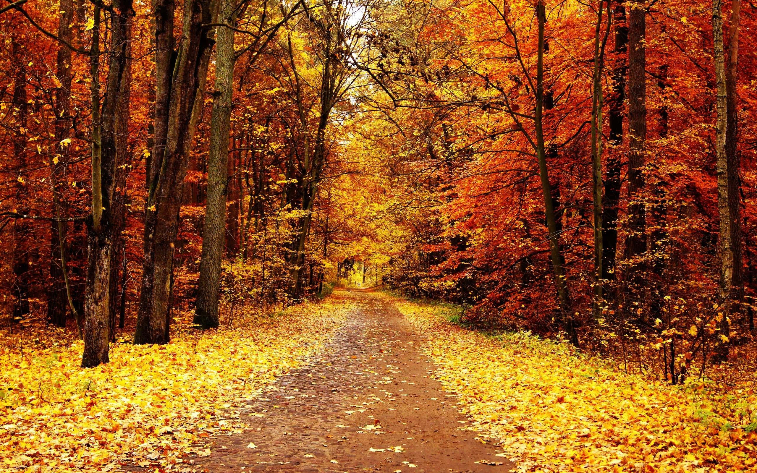 fall trees, dirt path, dense forest, 2K Desktop Wallpaper