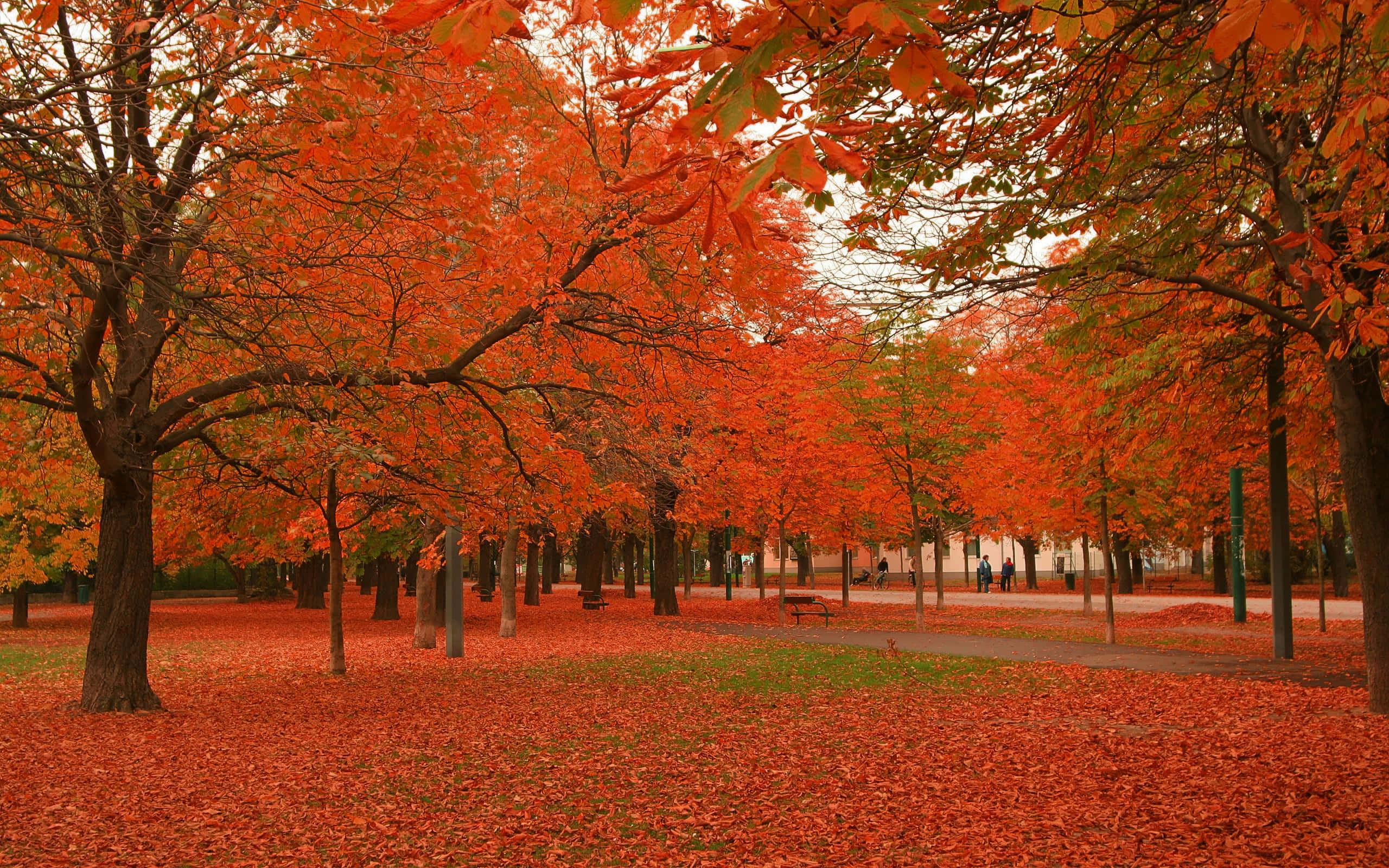 fall trees, autumn park pathway, fiery orange trees, 2K Desktop Wallpaper