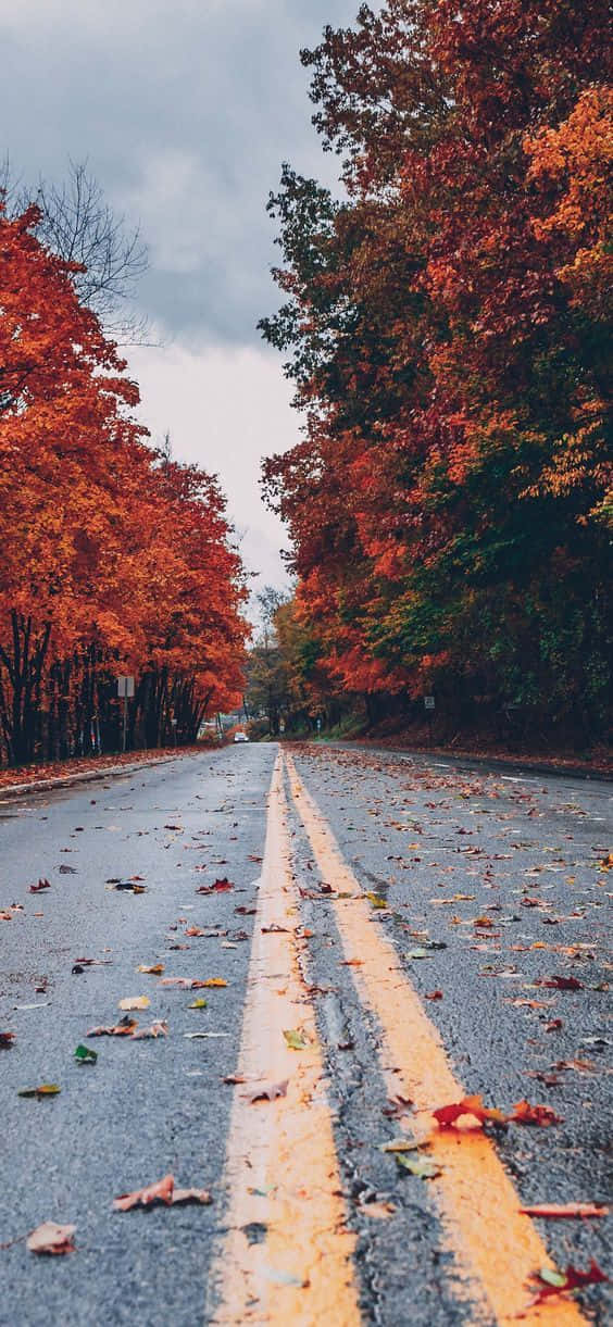 autumn, fiery orange, wet road, SD Phone Wallpaper