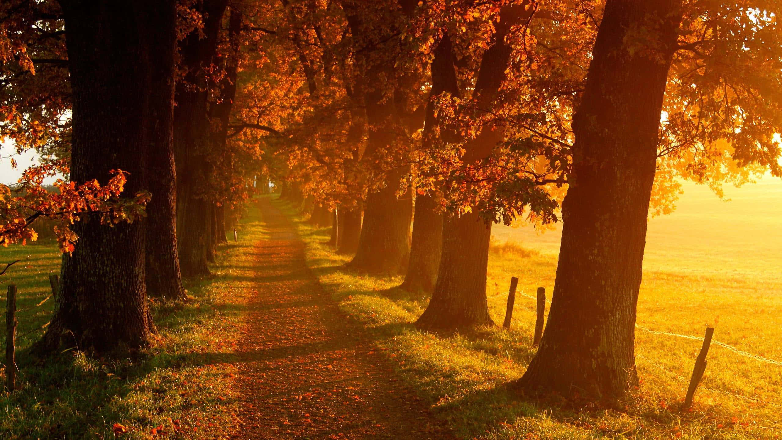 golden autumn path, towering trees, fiery leaves, 2K Desktop Wallpaper
