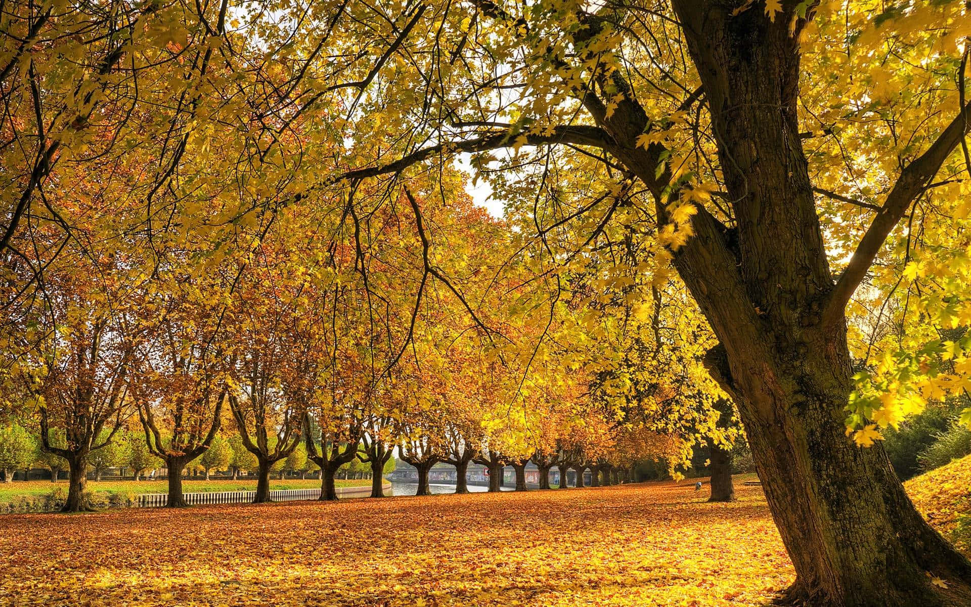 Fall Nature, autumn park, golden maple trees, Full HD Desktop Wallpaper