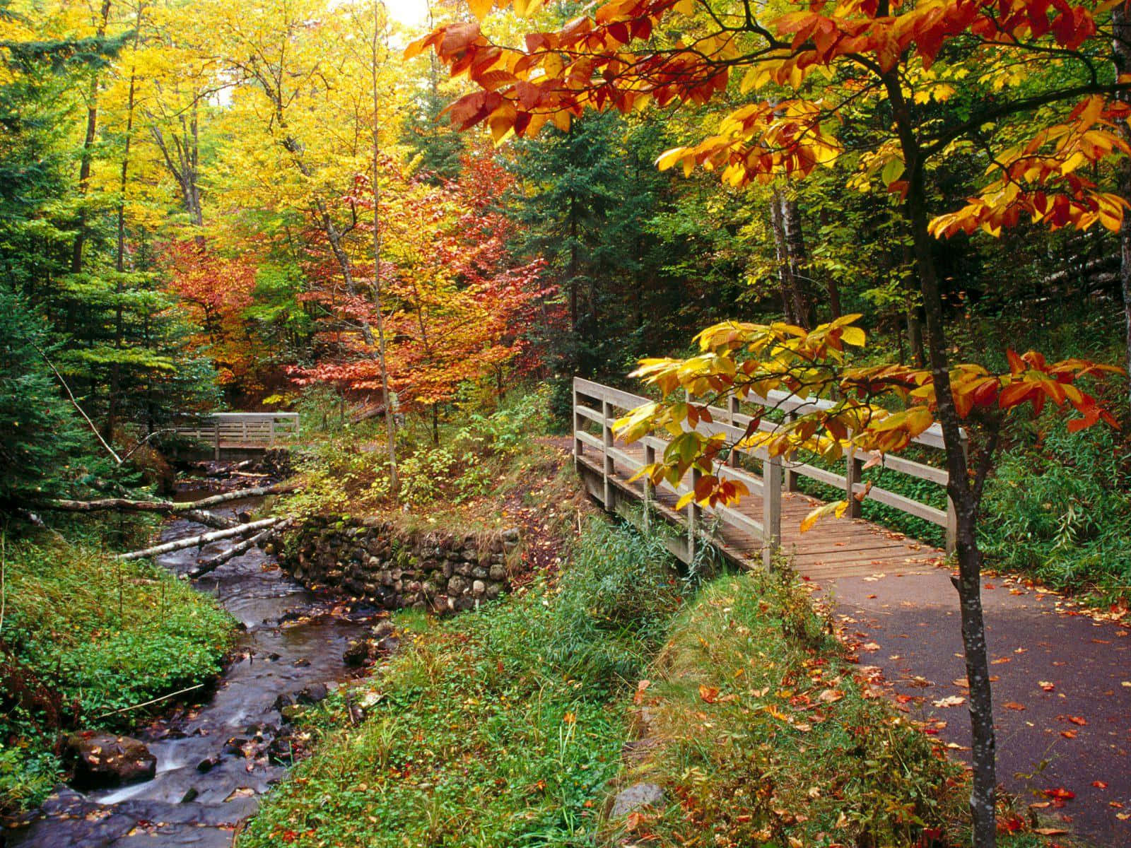 wooden bridge, gentle stream, vibrant autumn forest, HD Desktop Wallpaper