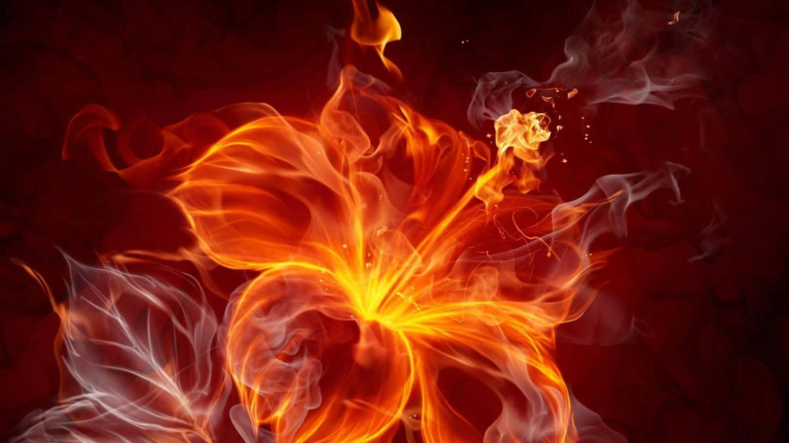 Cool Fire, fiery orange lily, swirling flames, HD Desktop Wallpaper