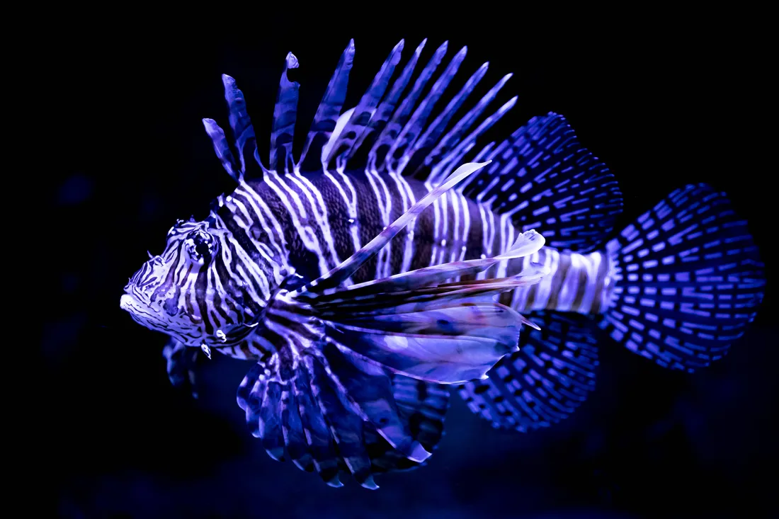 Cool Fish