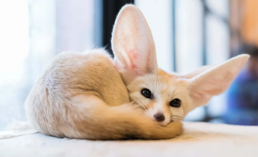 Cool Fox