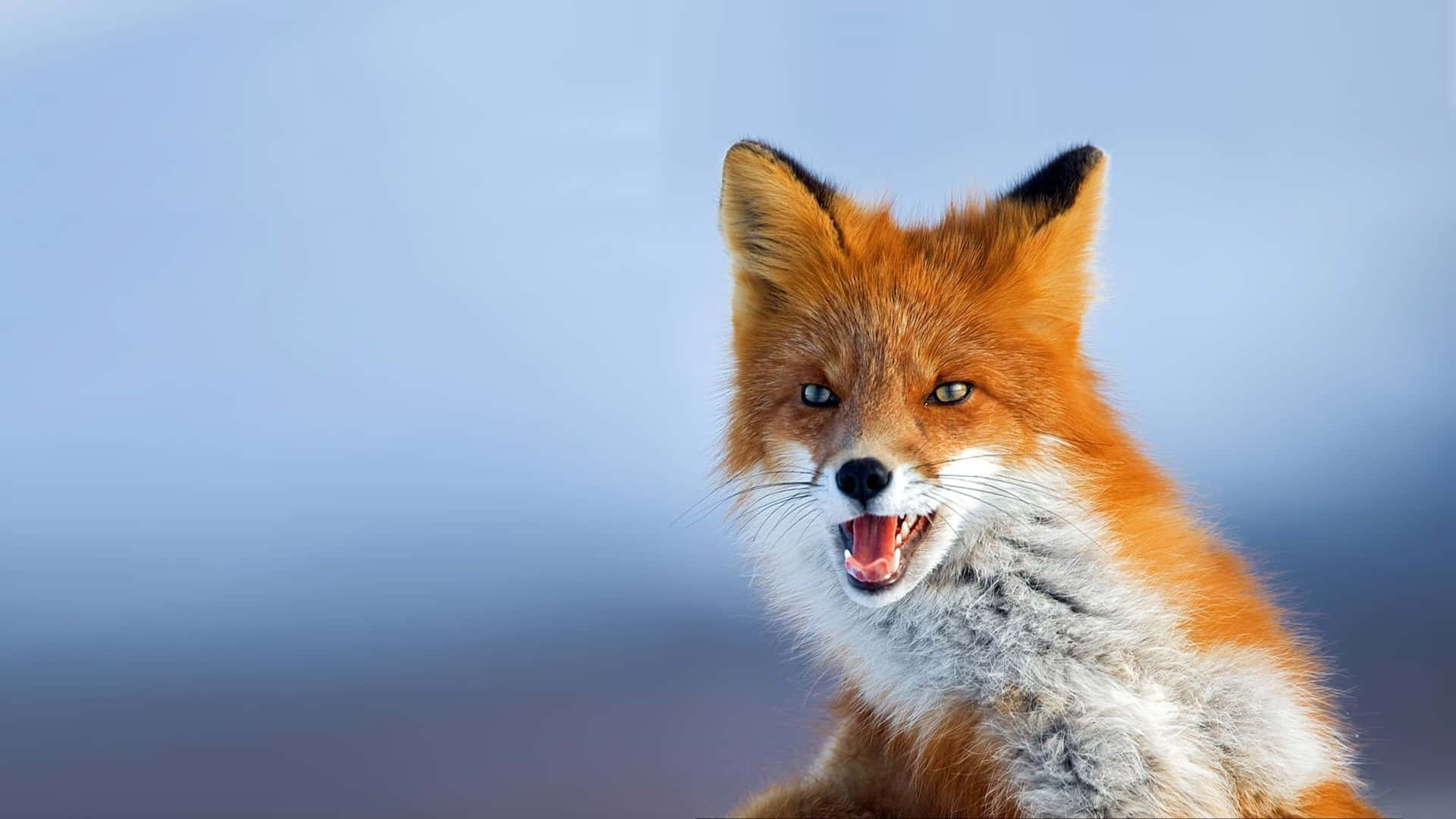 red fox, soft blue blurred background, Full HD Desktop Wallpaper