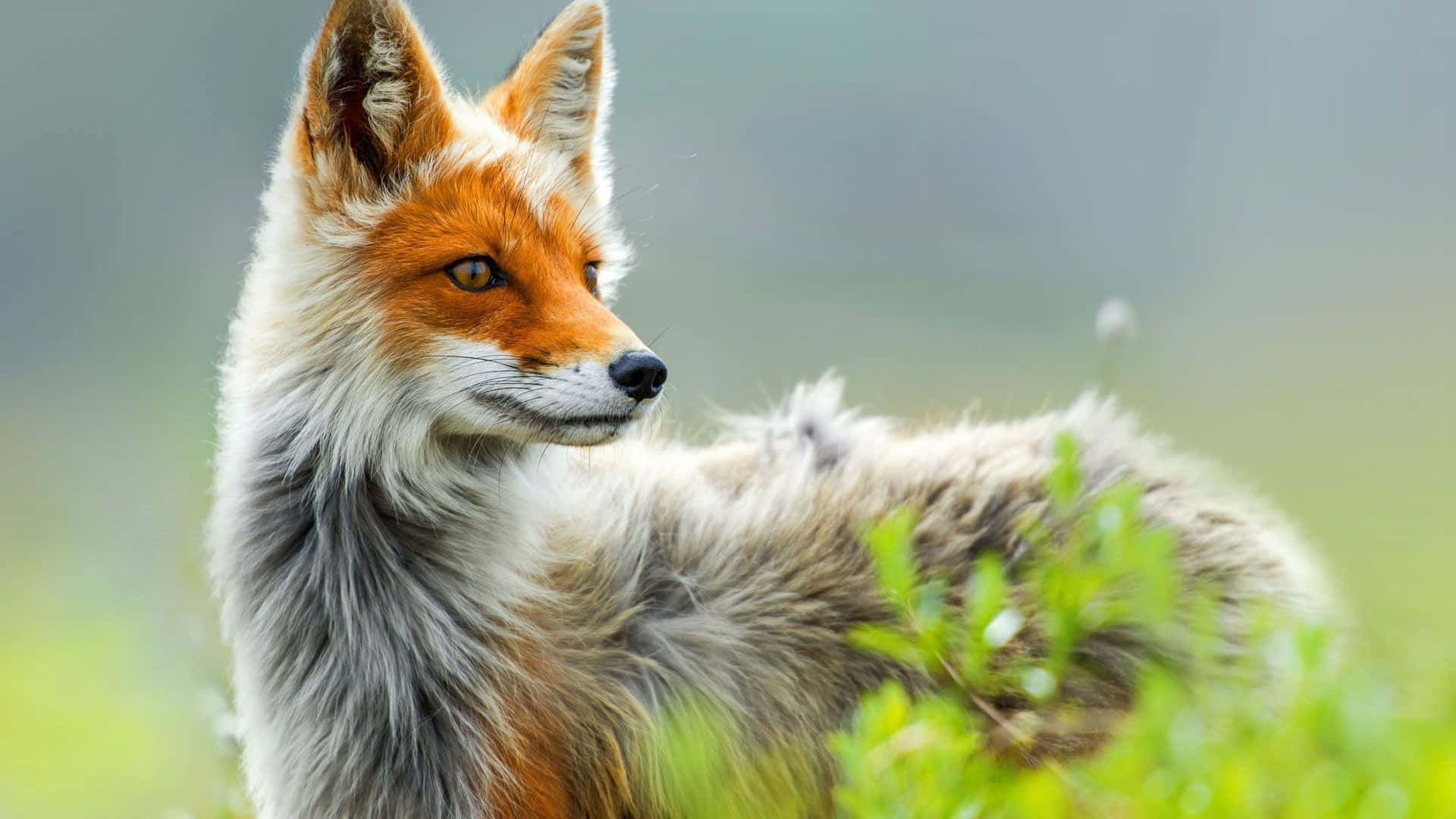 Cool Fox, red fox, amber eyes, Full HD Desktop Wallpaper